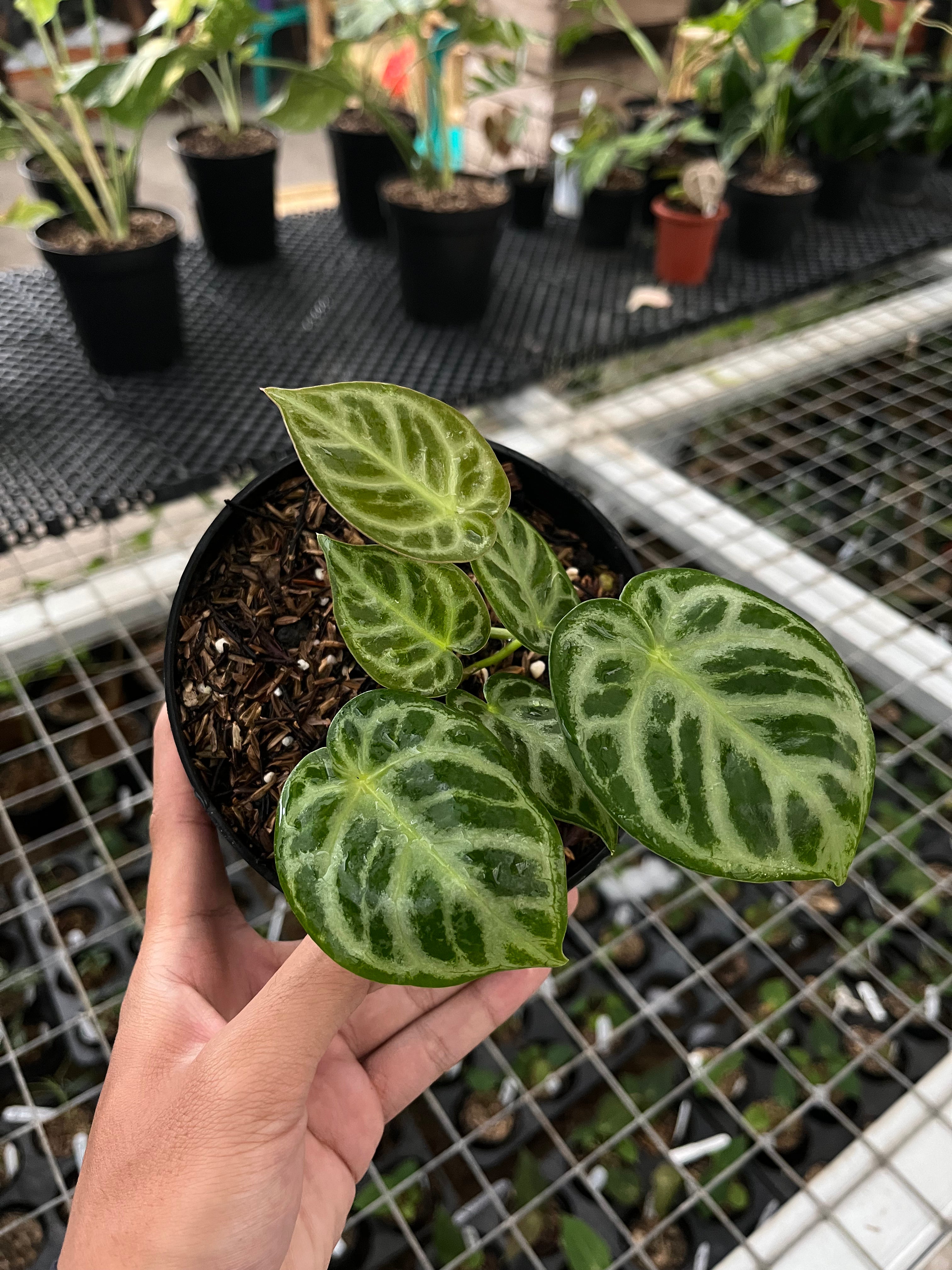 Anthurium silver blush 3