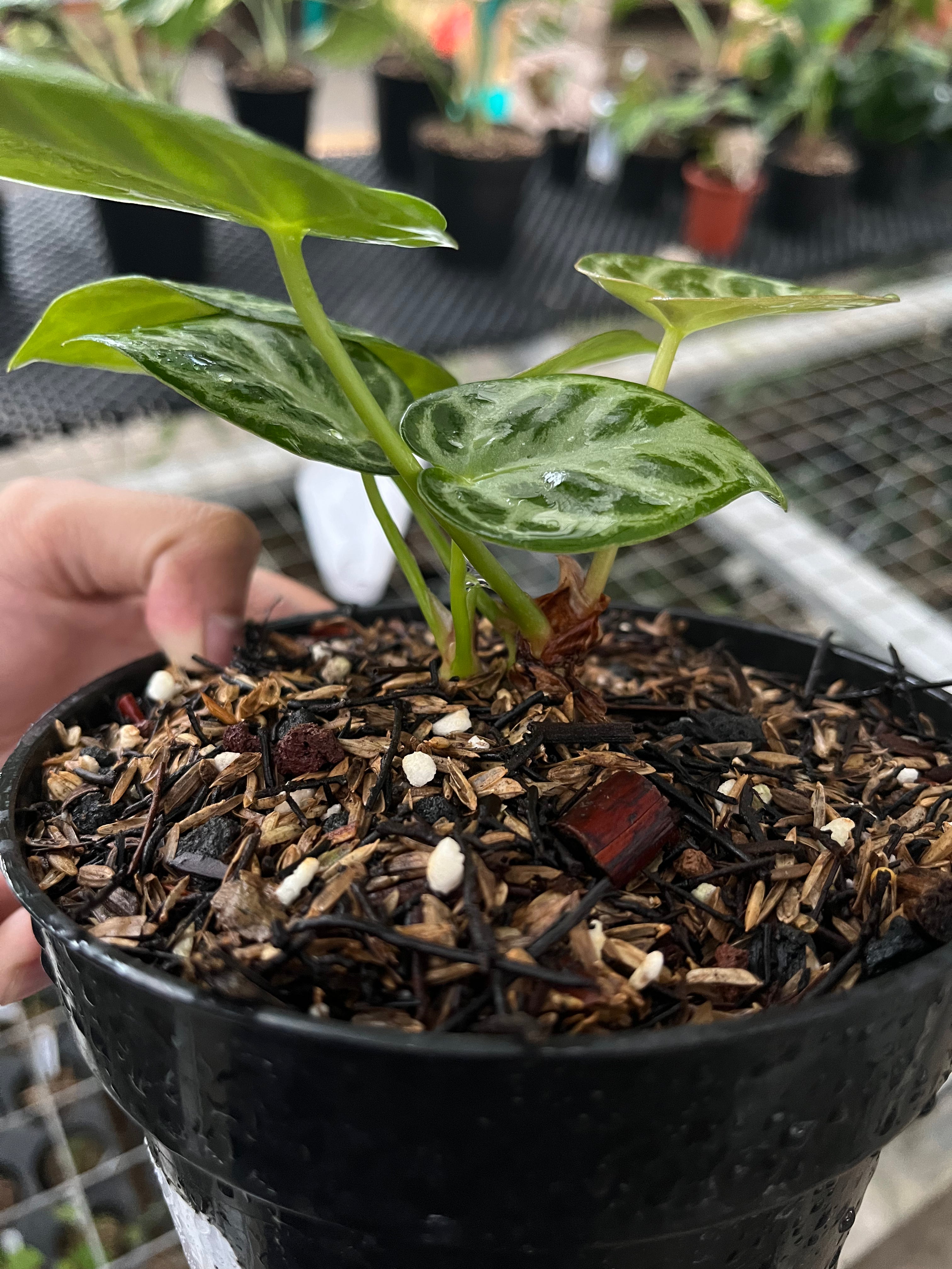 Anthurium silver blush 3