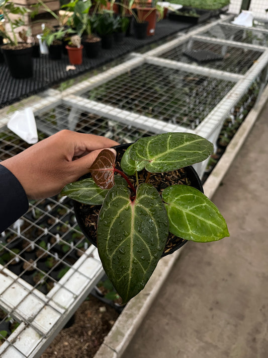 Anthurium skg pink lemonade x king of spades