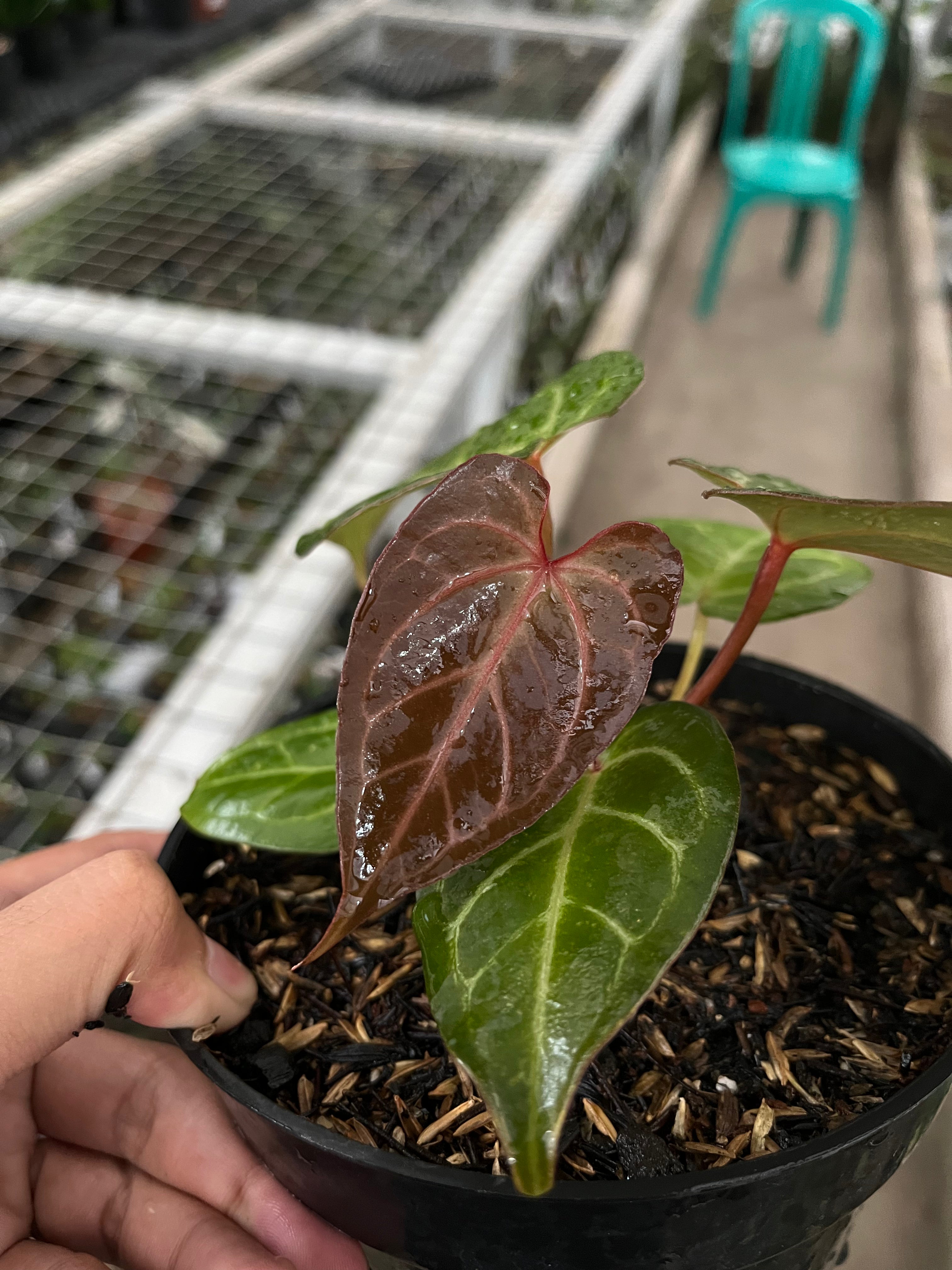 Anthurium skg pink lemonade x king of spades