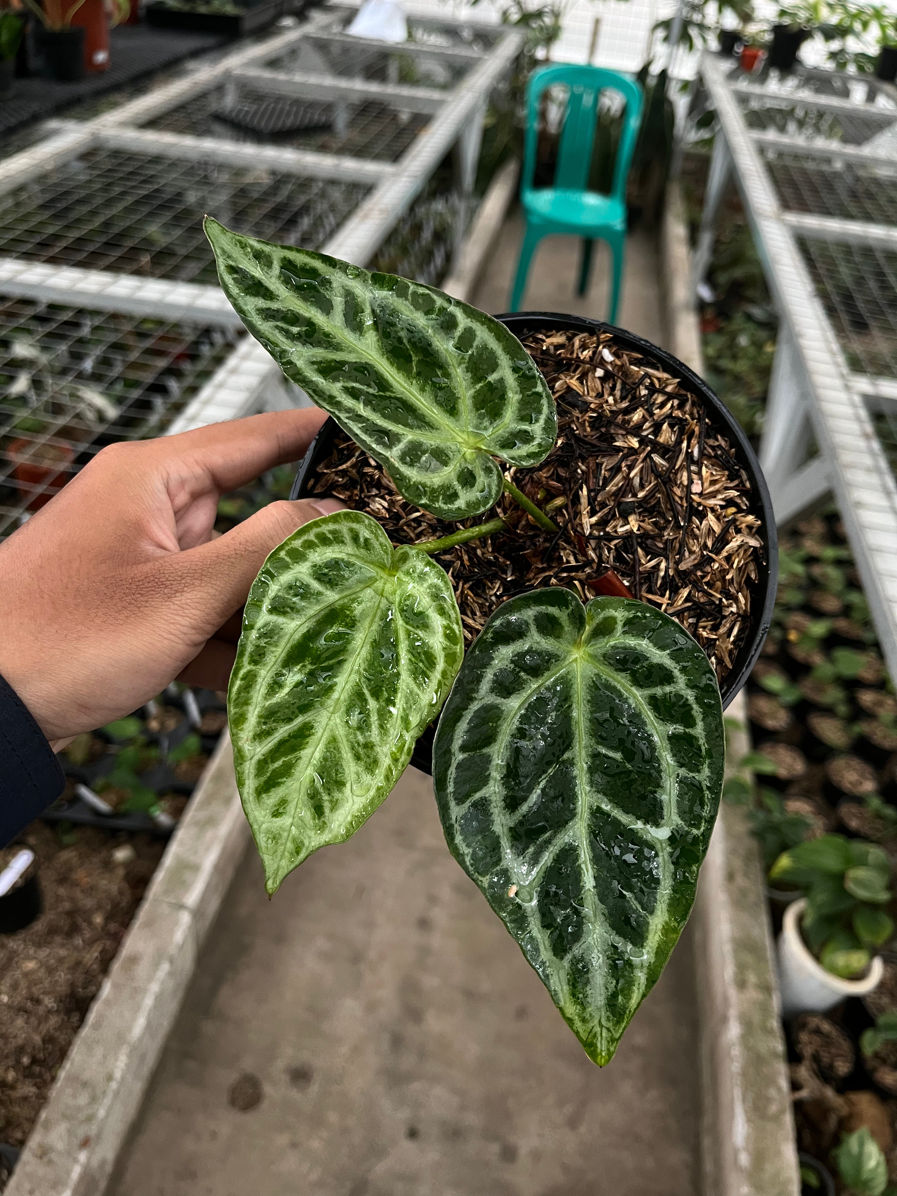Anthurium silver blush mutation