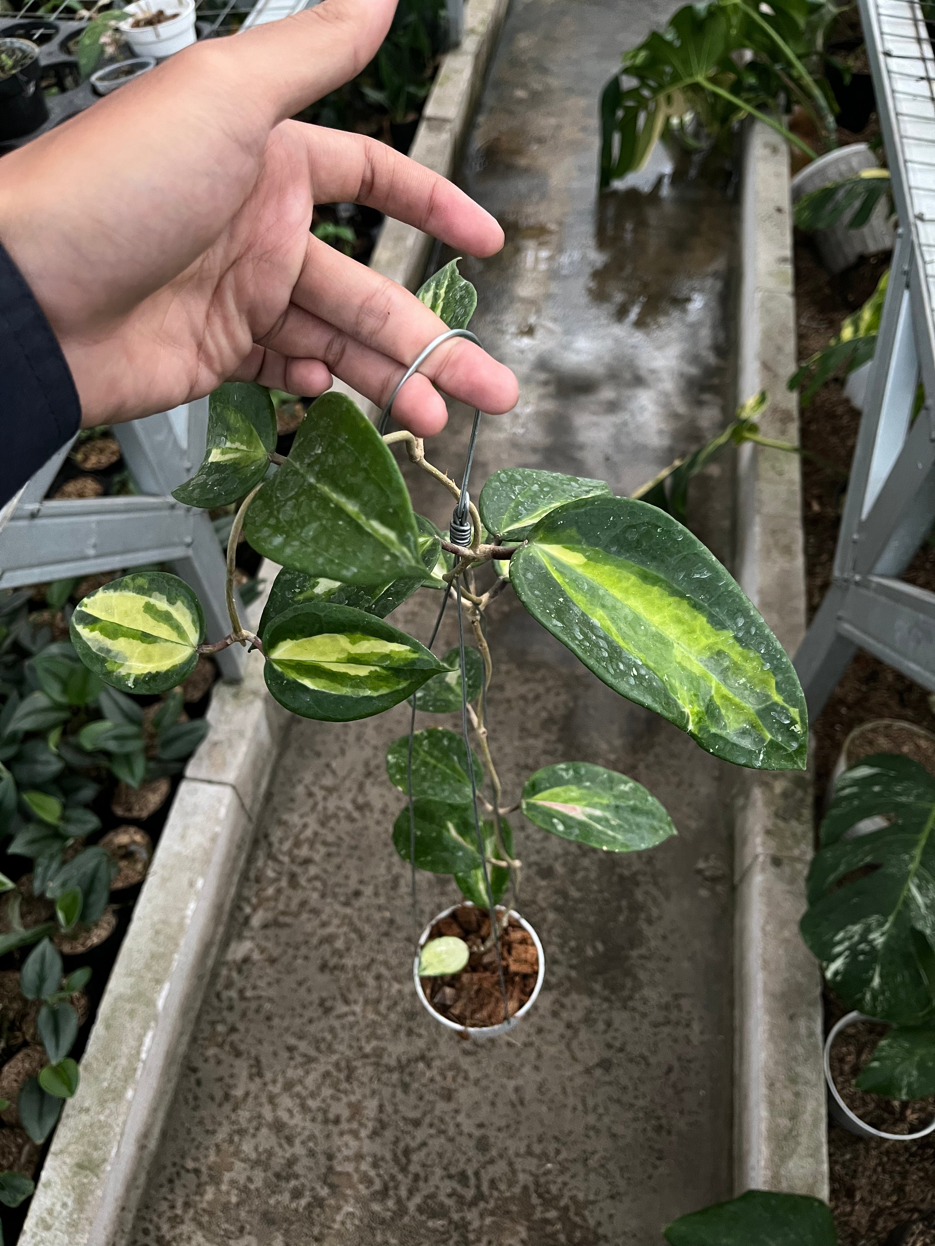 Hoya latifolia fn 015