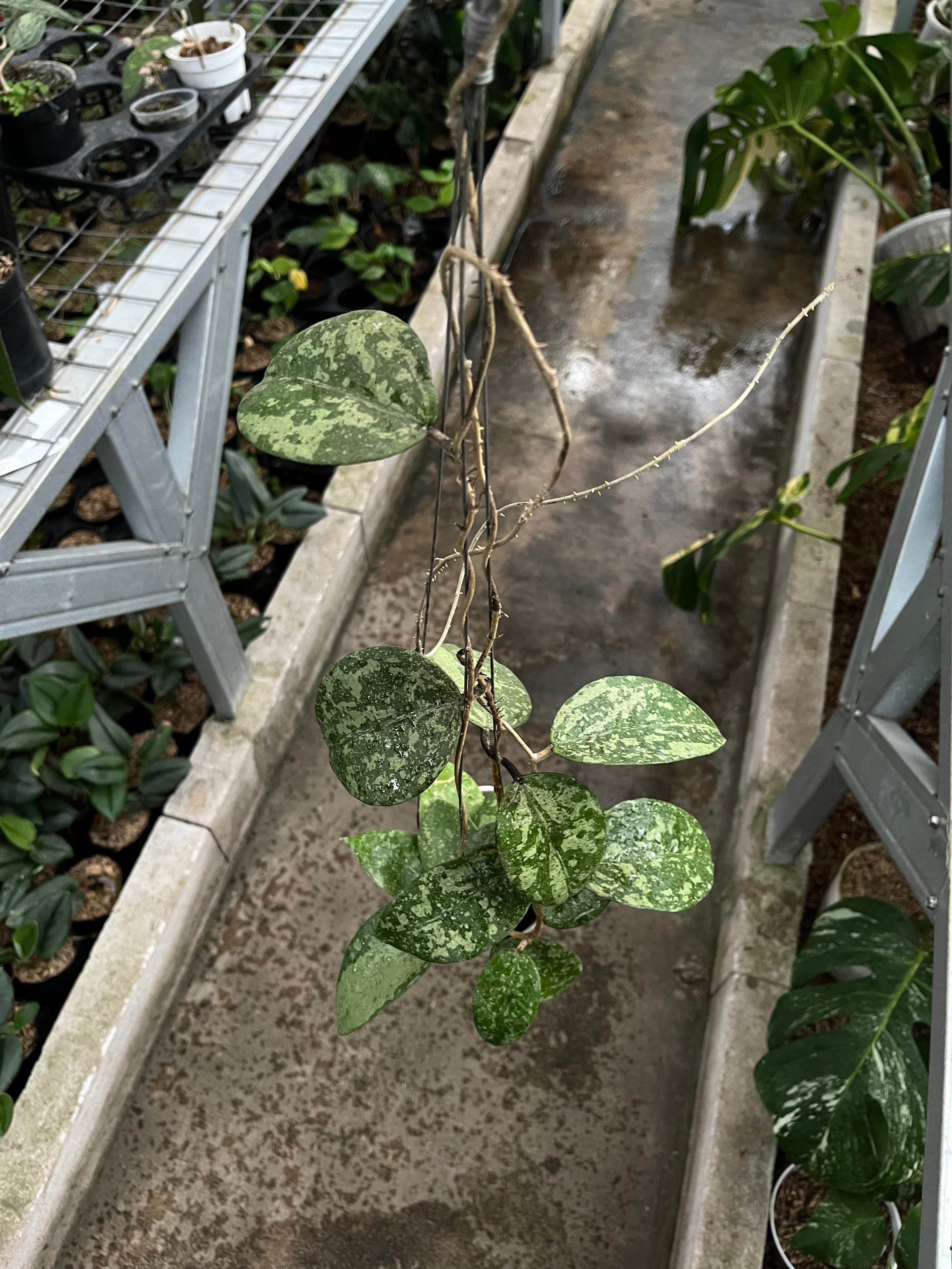 Hoya Verticilata KSB 08 Splash