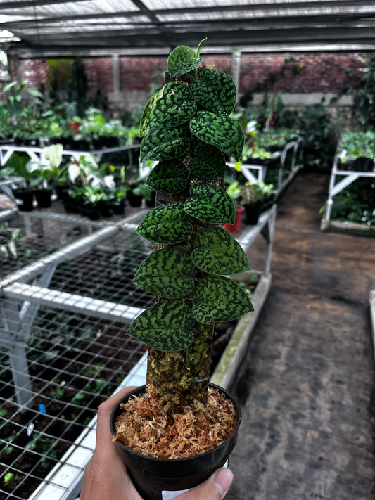 Scindapsus snake scale