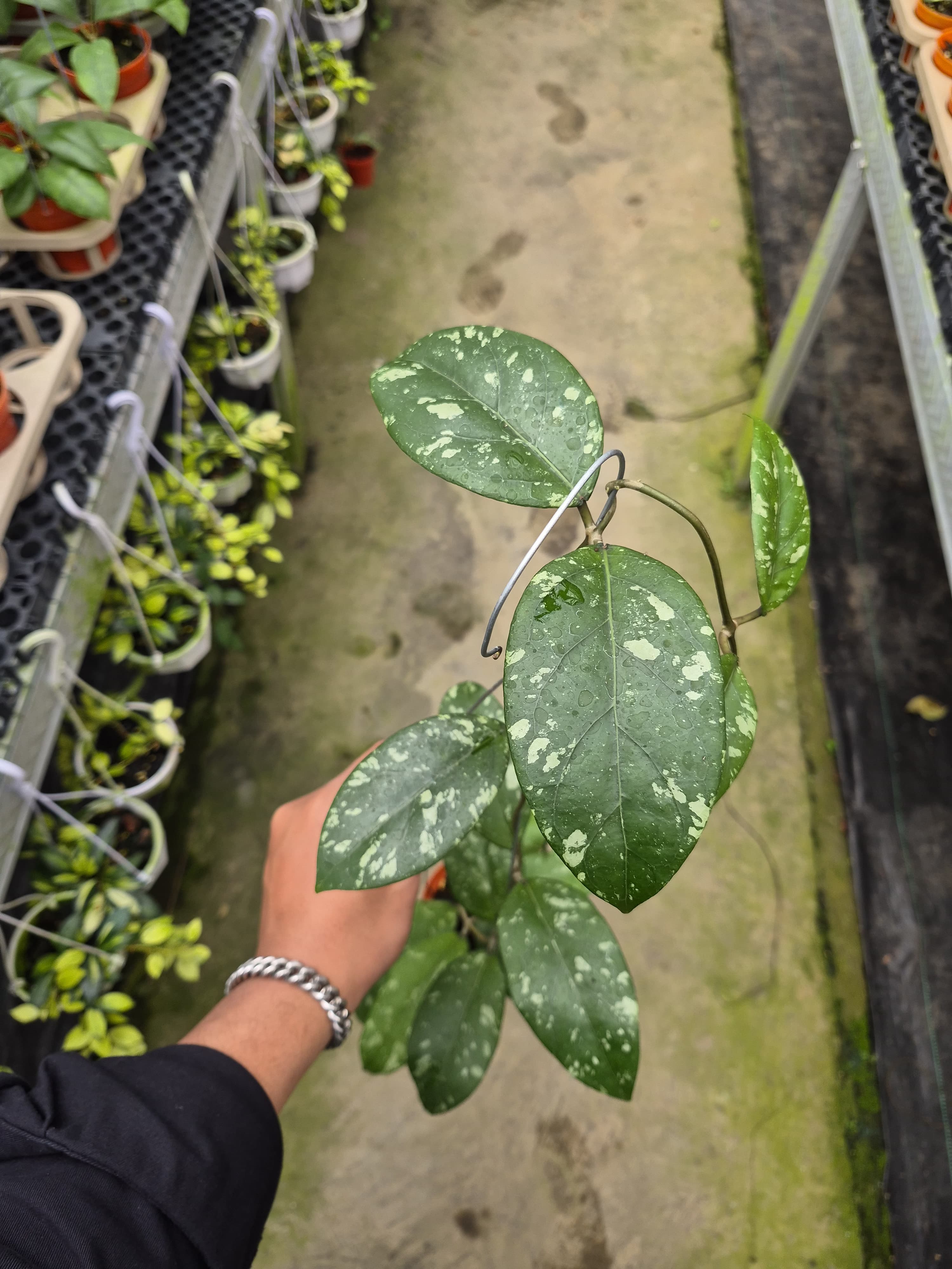 Hoya Splash – Art Garden Flowers USA
