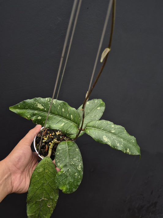 Hoya Sp Aceh centipede