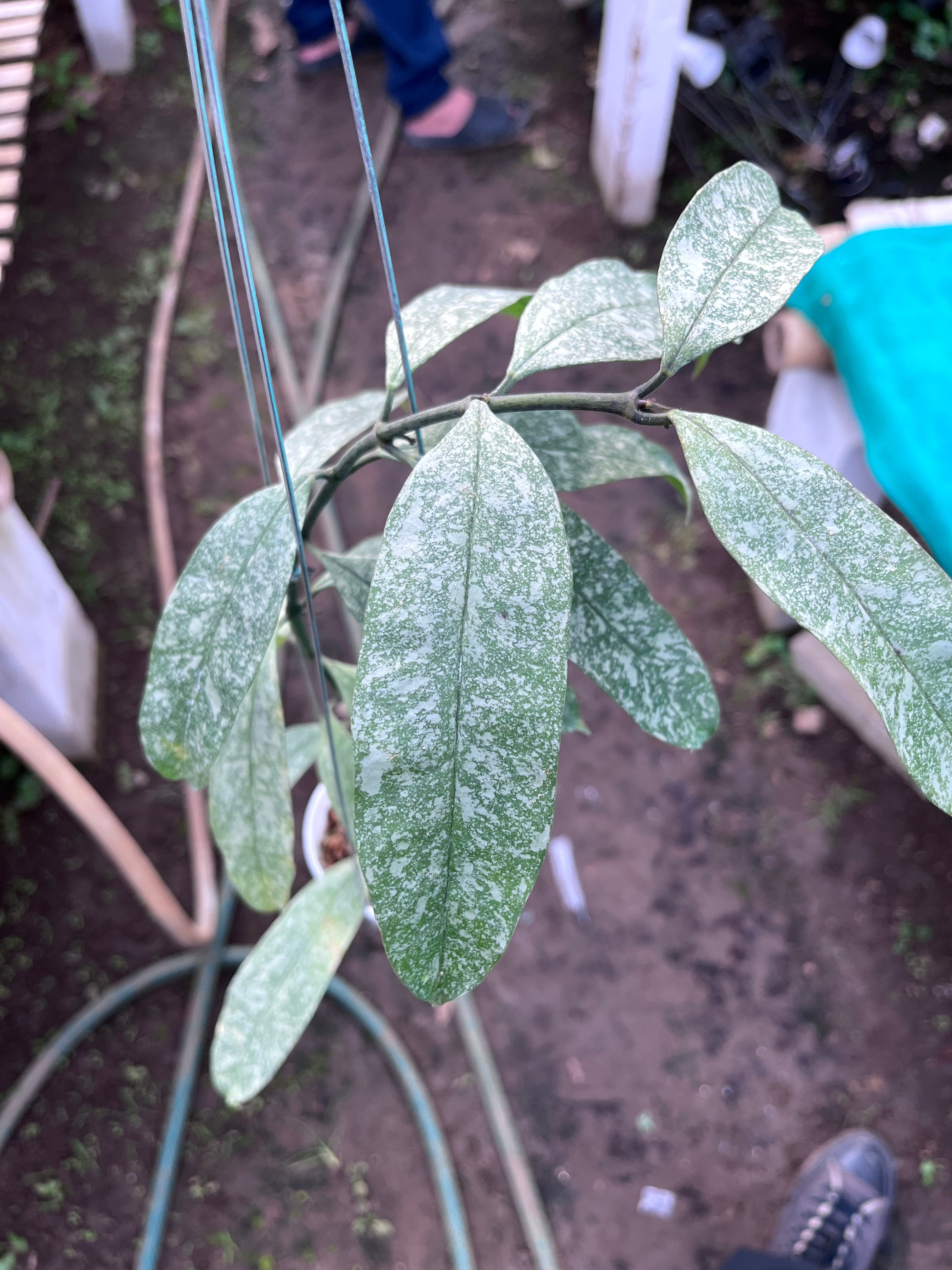 Hoya Multiflora Javanica