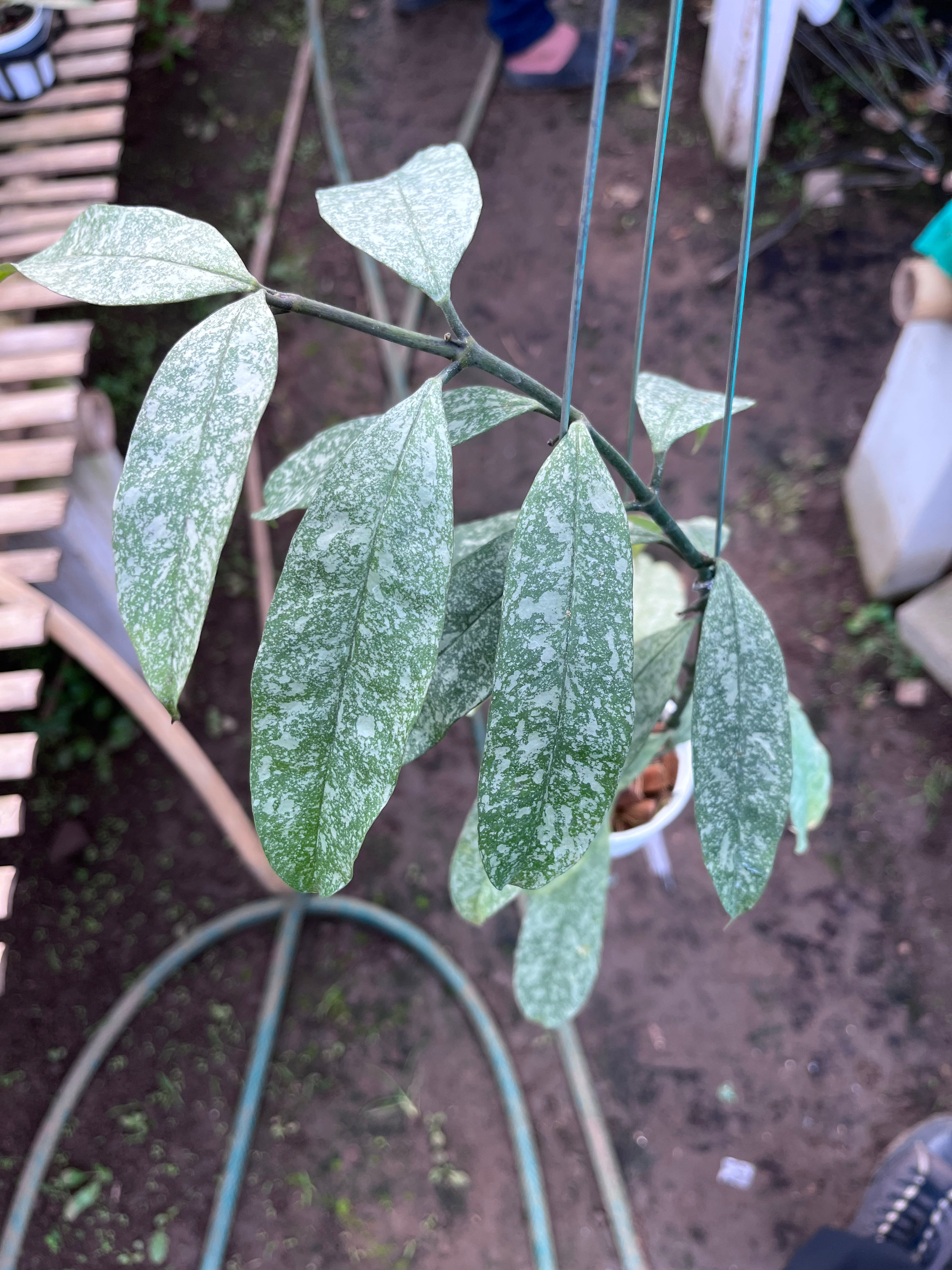 Hoya Multiflora Javanica