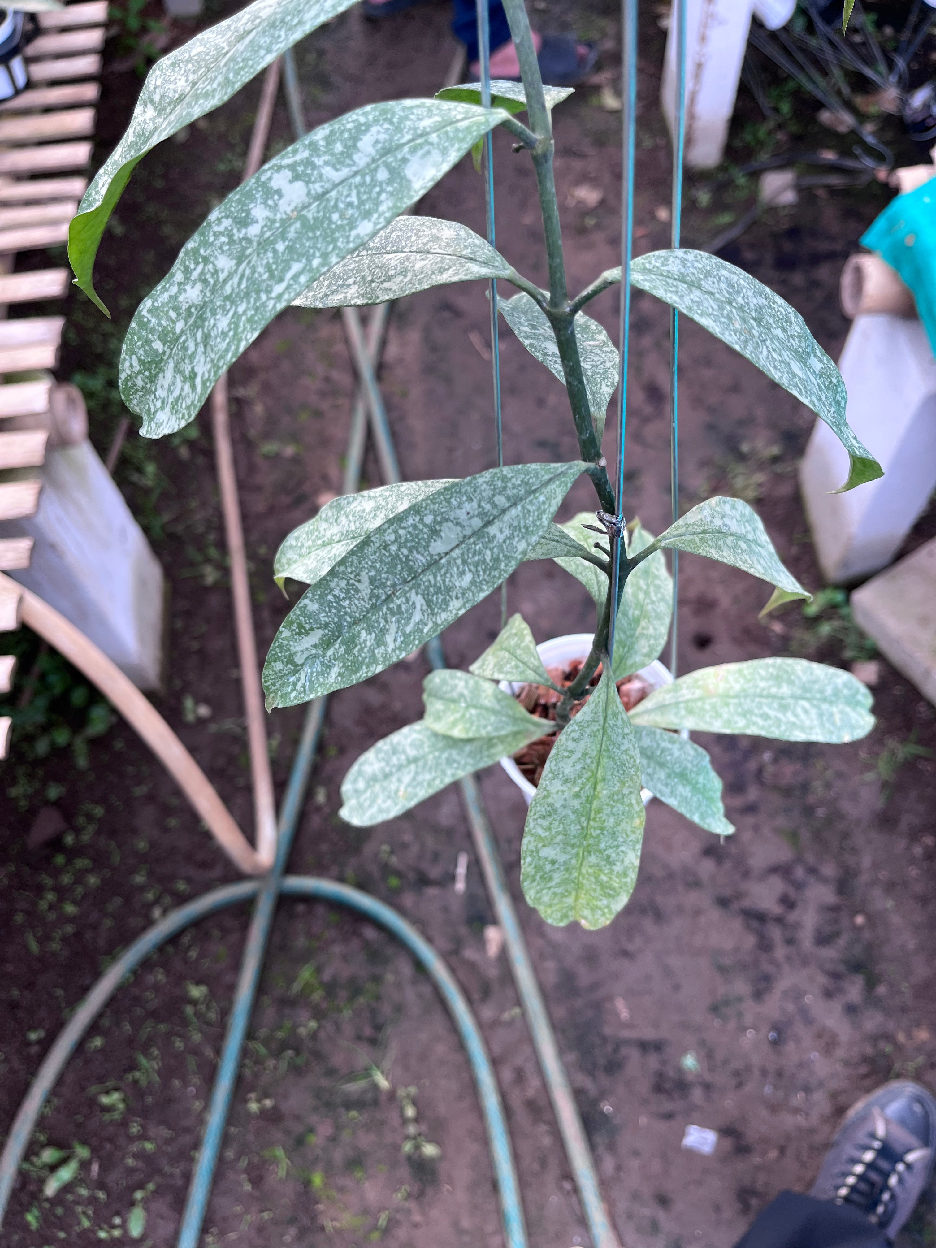 Hoya Multiflora Javanica