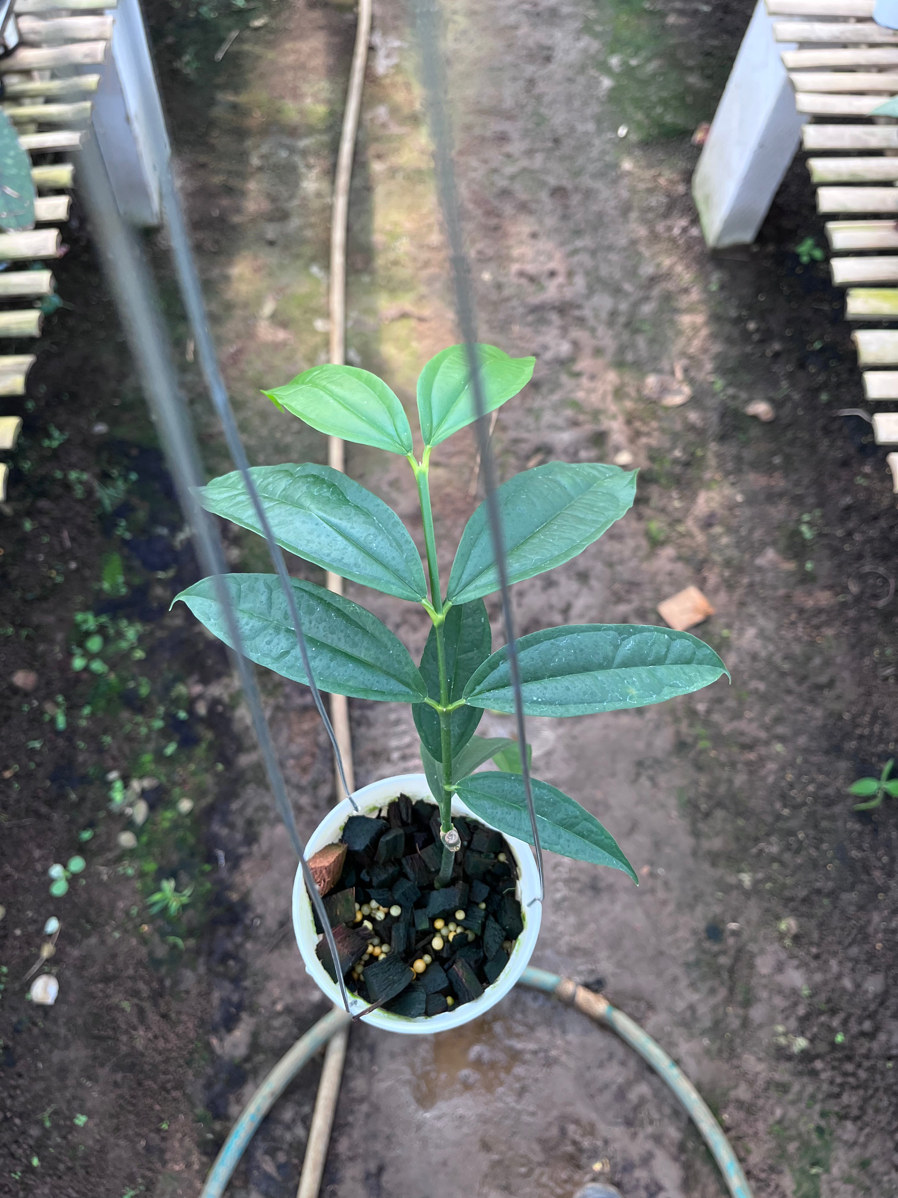 Hoya Medinifolia