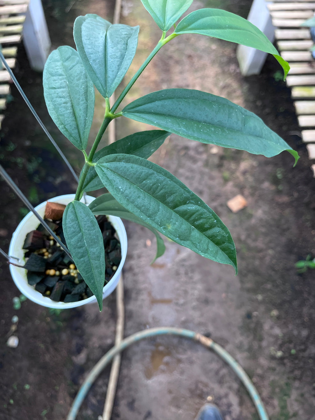 Hoya Medinifolia