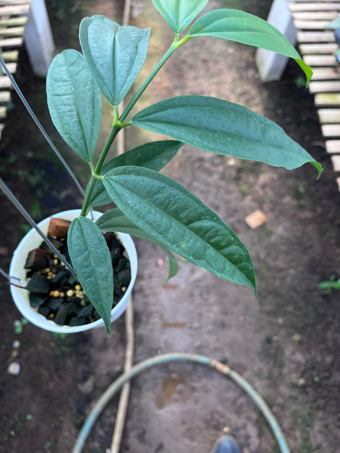 Hoya Medinifolia