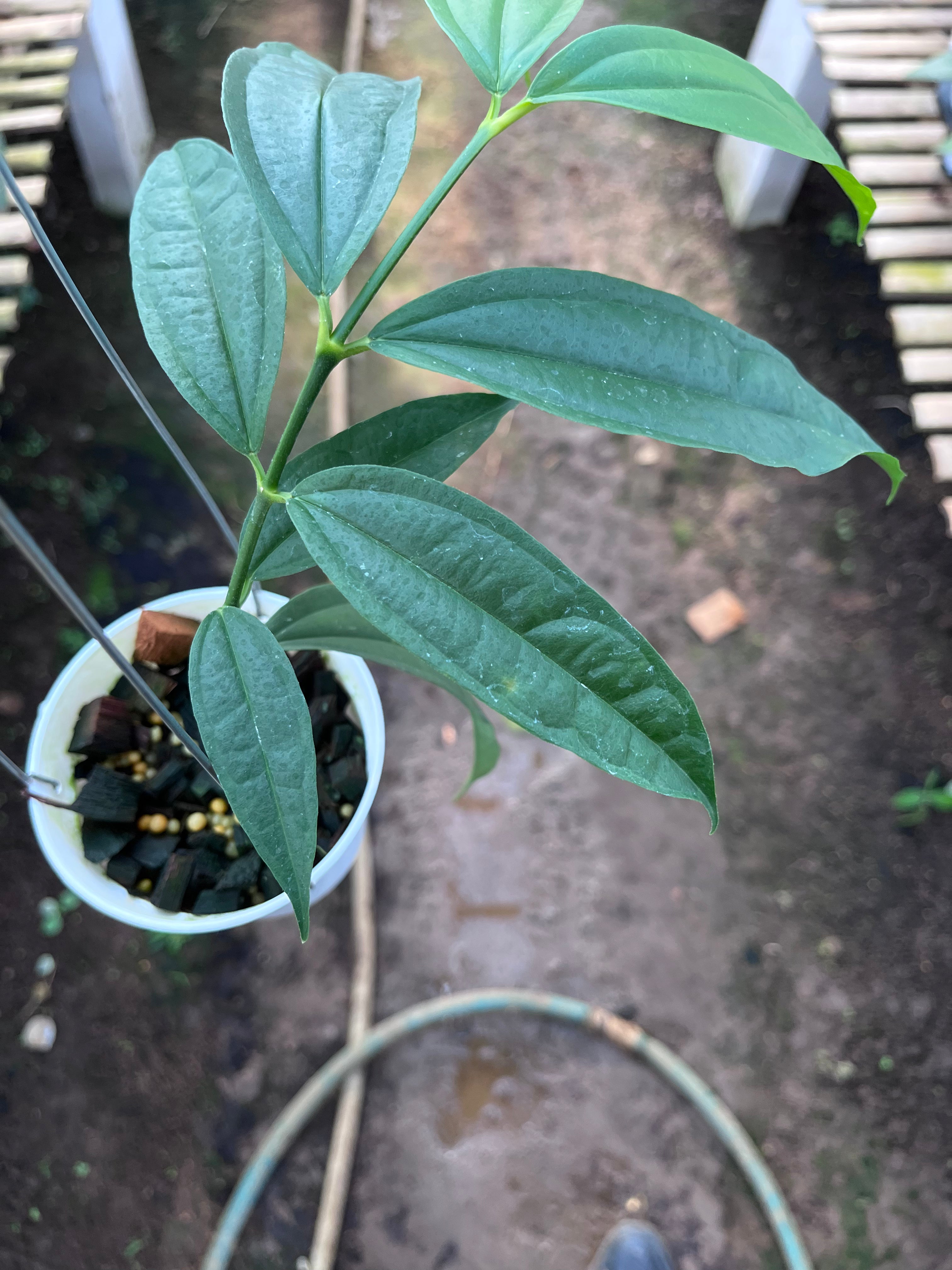 Hoya Medinifolia