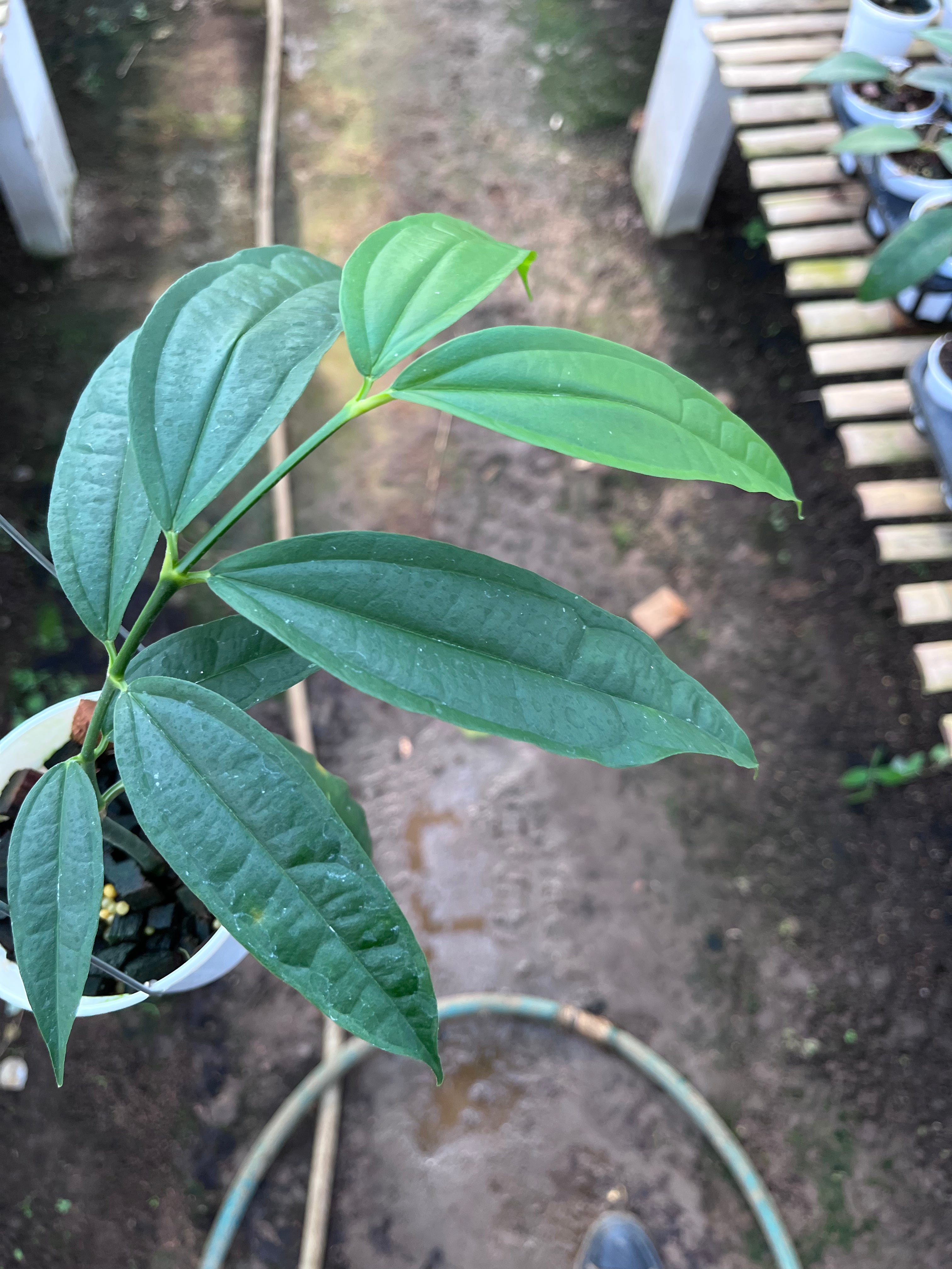 Hoya Medinifolia