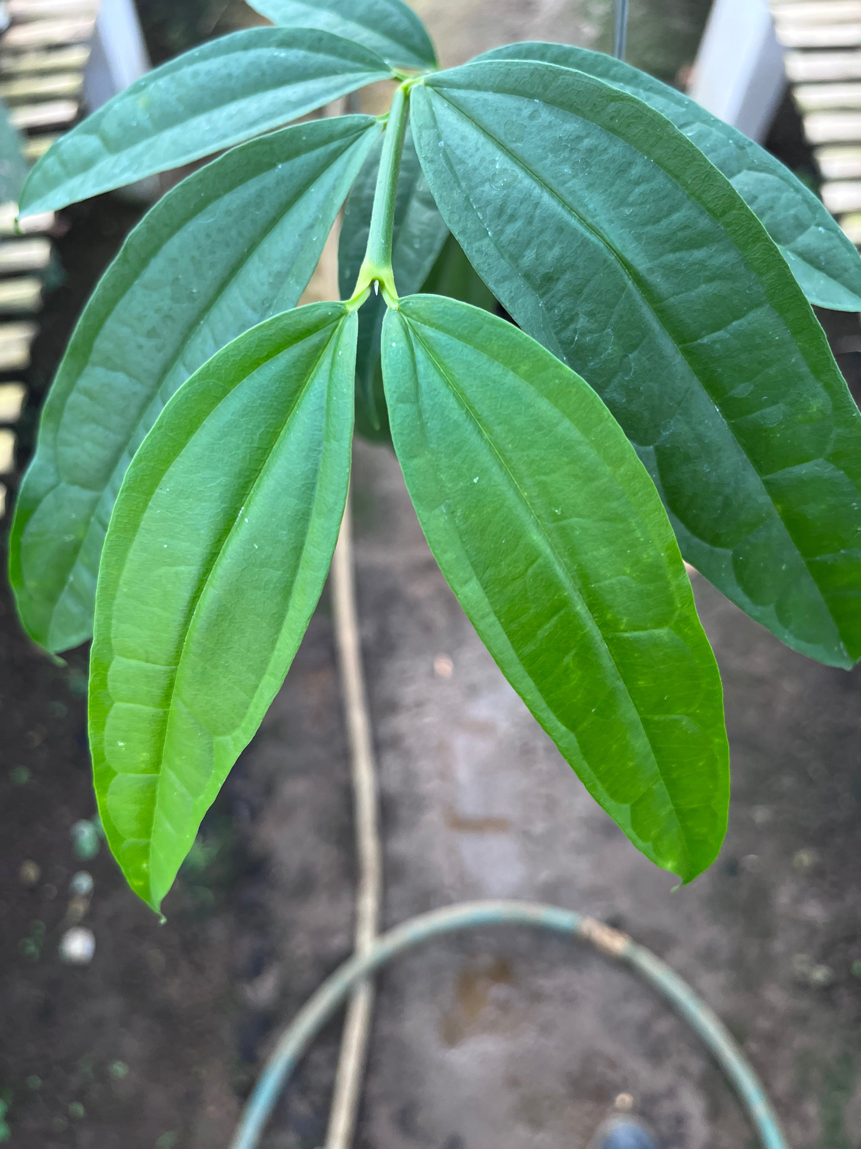 Hoya Medinifolia