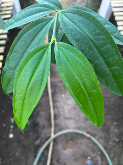 Hoya Medinifolia
