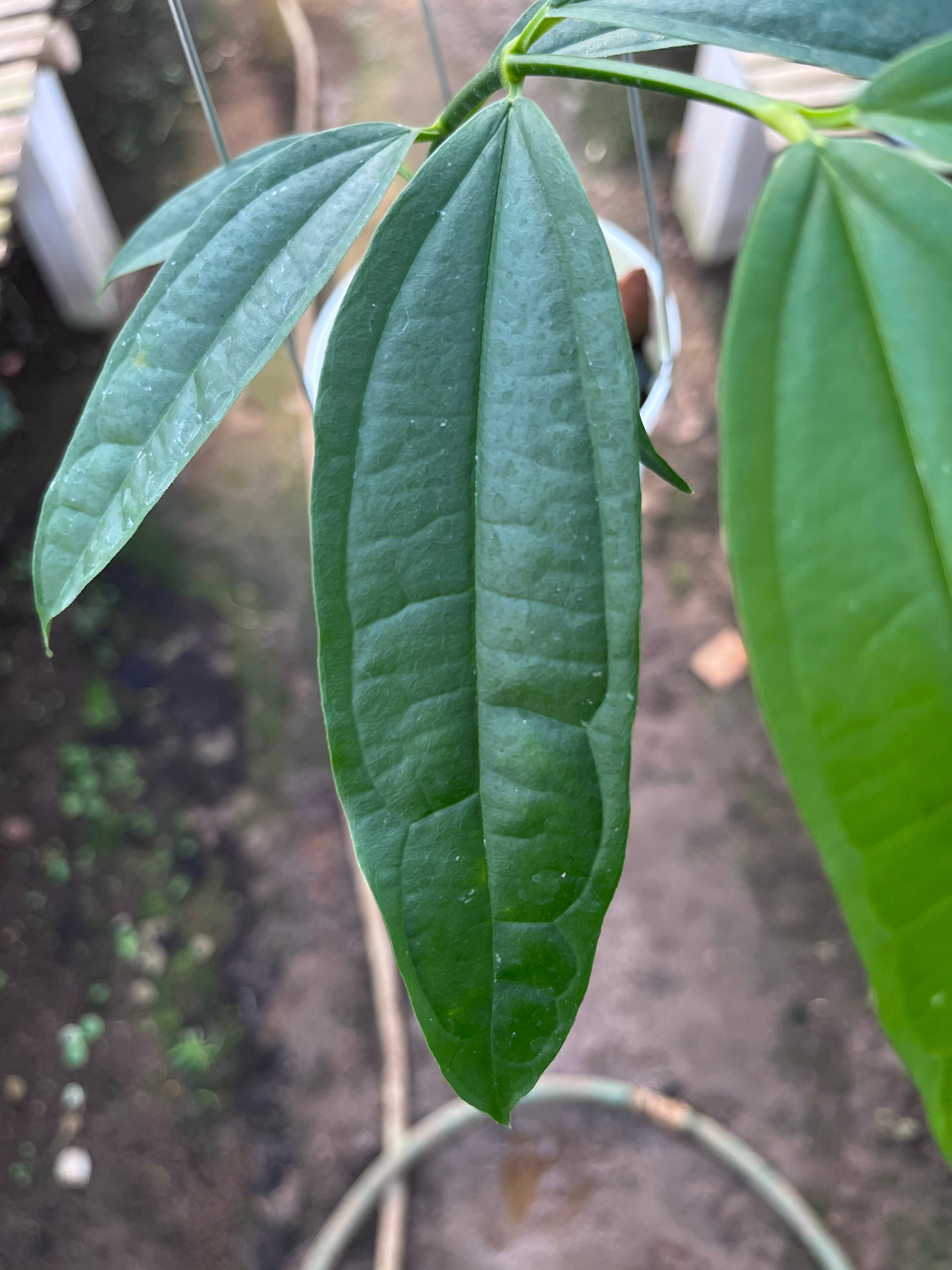 Hoya Medinifolia