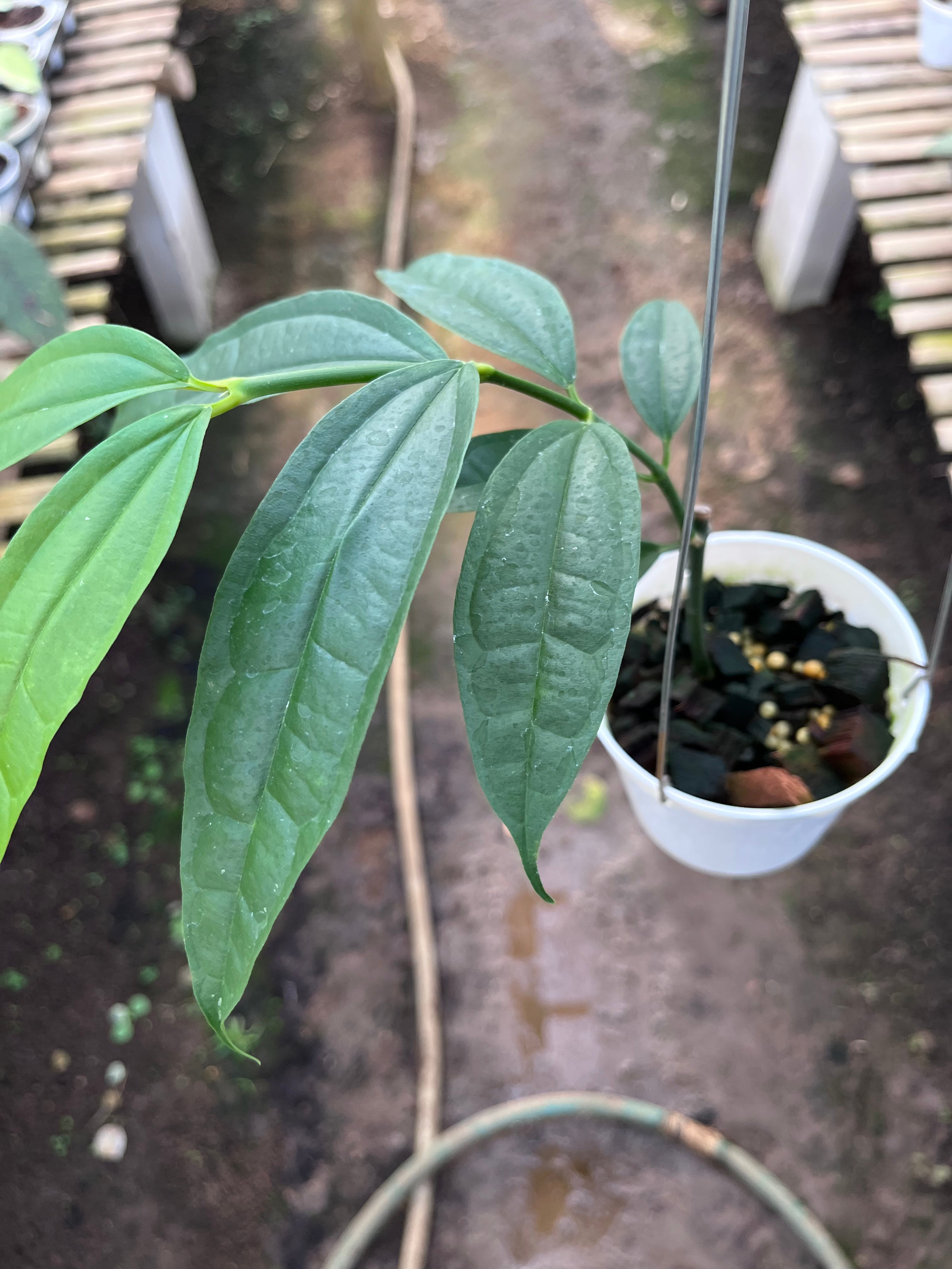 Hoya Medinifolia