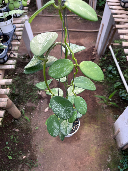 Hoya Diversifolia Mahadewi