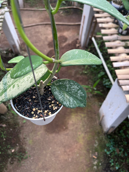 Hoya Diversifolia Mahadewi