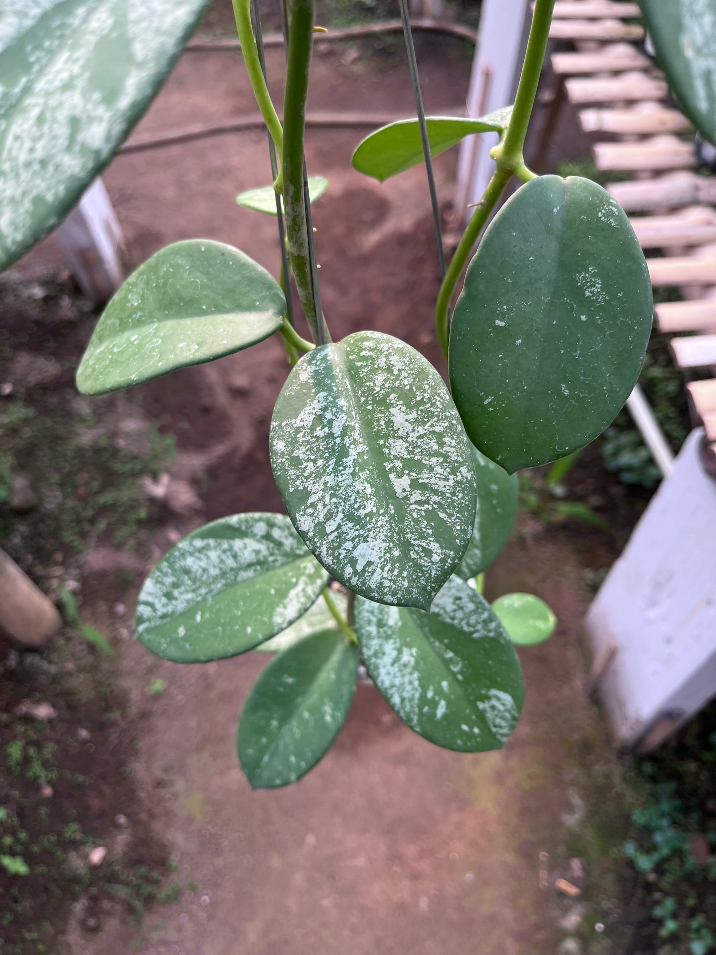 Hoya Diversifolia Mahadewi