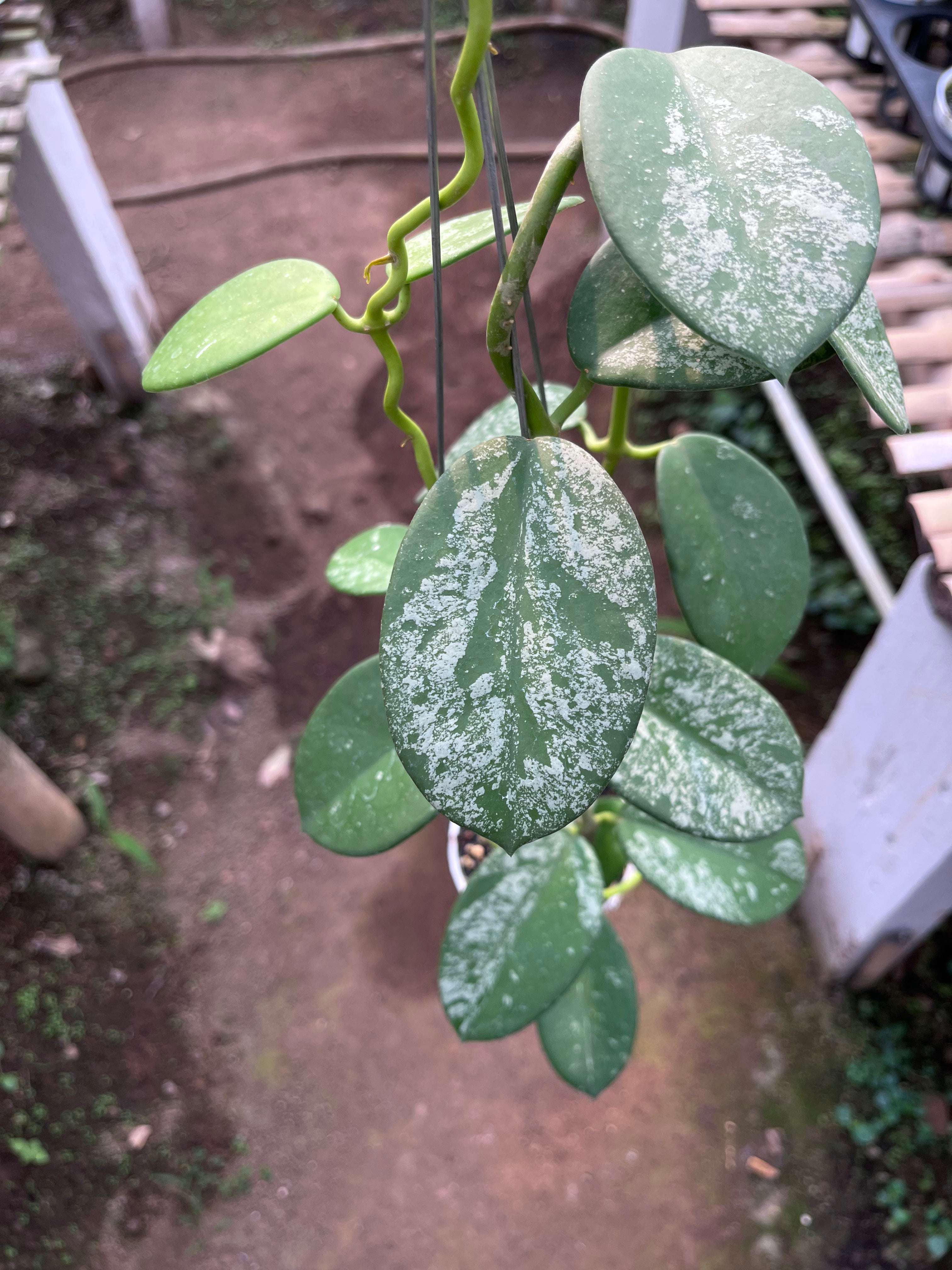 Hoya Diversifolia Mahadewi