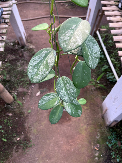 Hoya Diversifolia Mahadewi