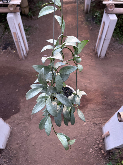 Hoya Lacunosa Silvana