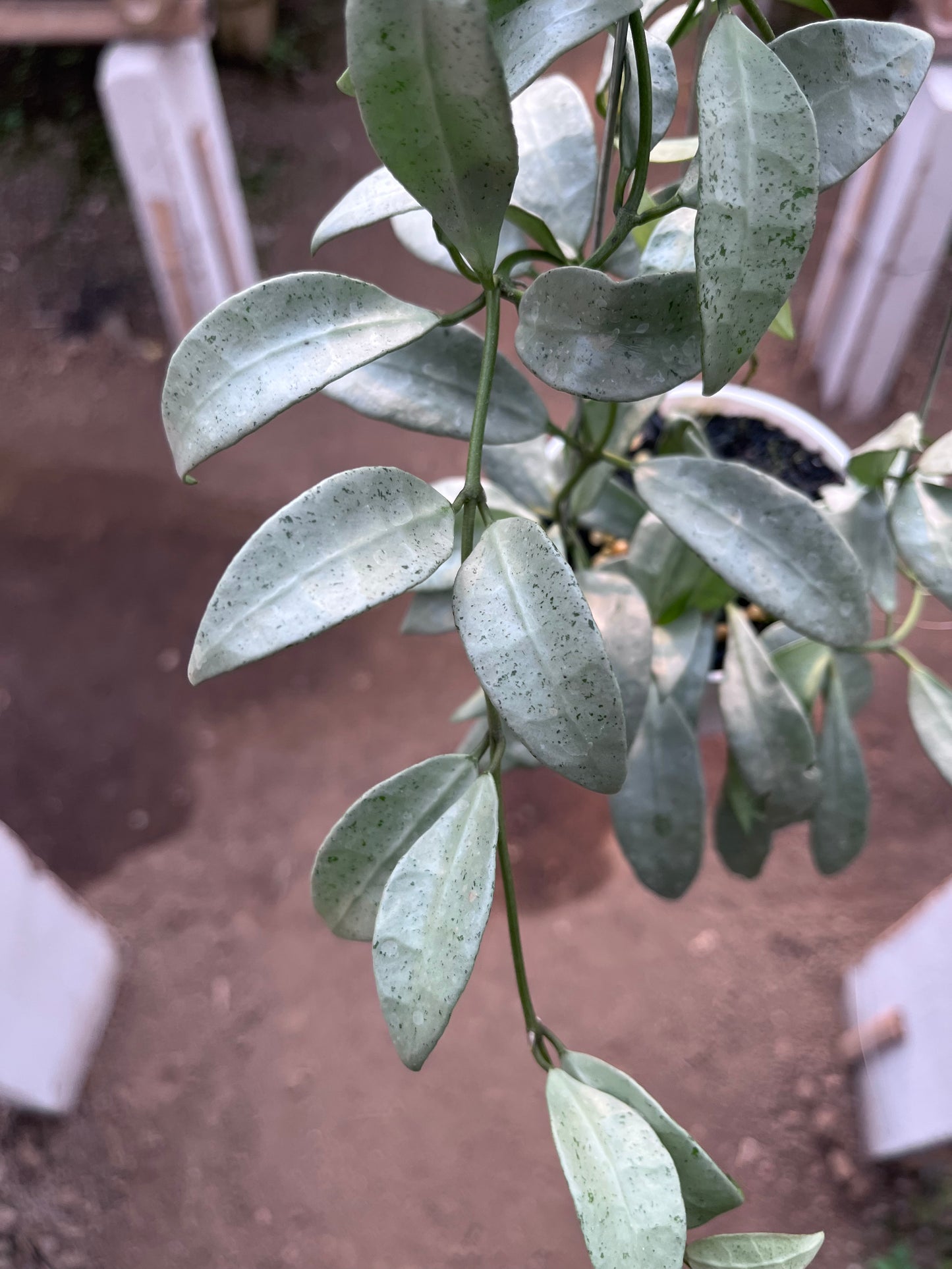 Hoya Lacunosa Silvana