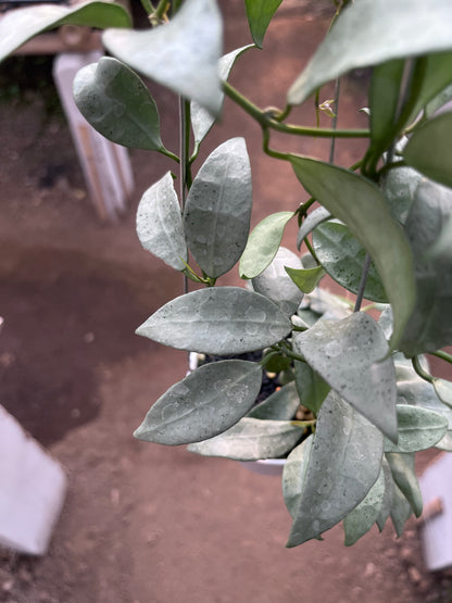 Hoya Lacunosa Silvana