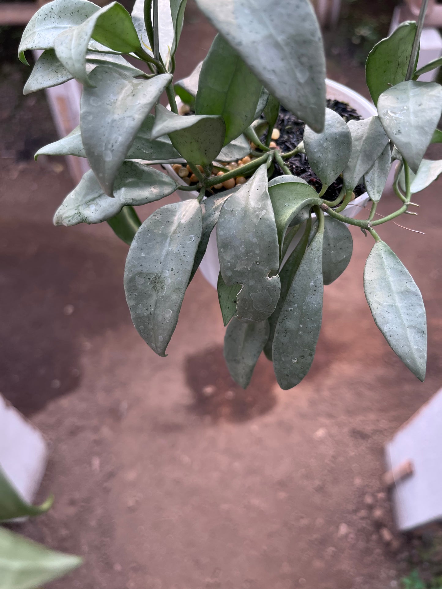 Hoya Lacunosa Silvana