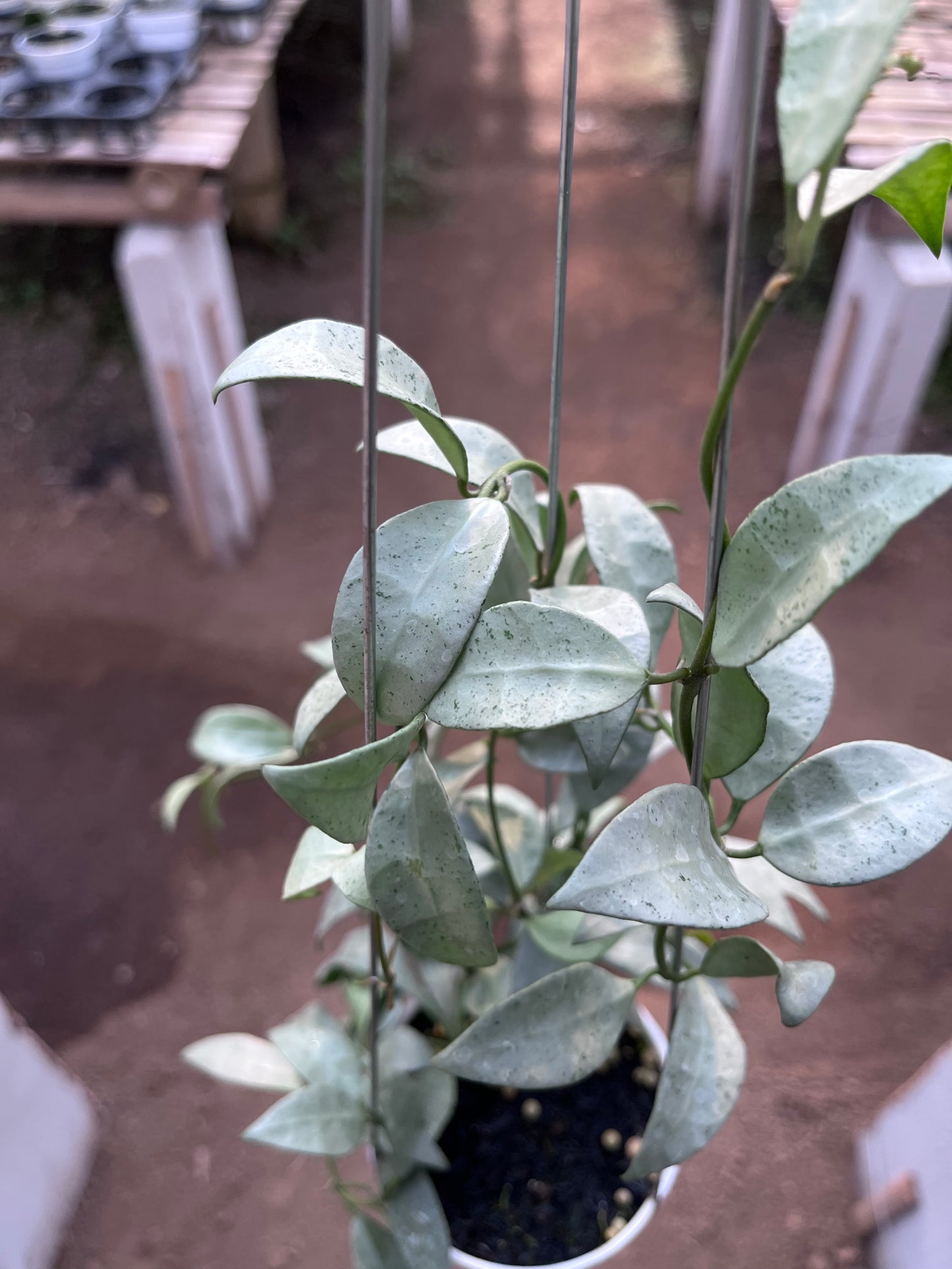 Hoya Lacunosa Silvana