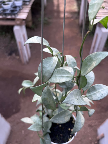 Hoya Lacunosa Silvana