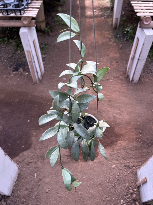 Hoya Lacunosa Silvana