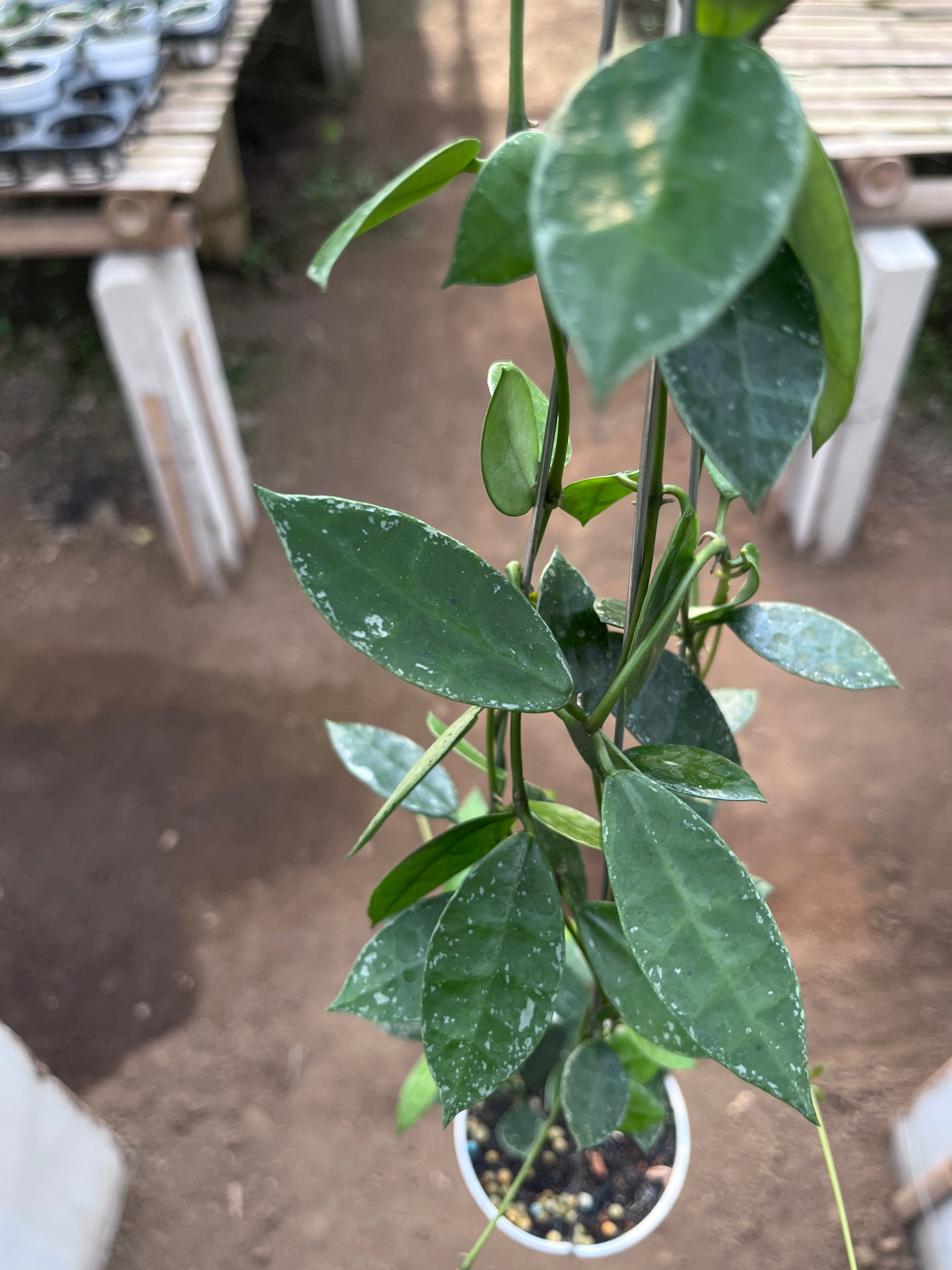 Hoya Lacunosa Silver Edge