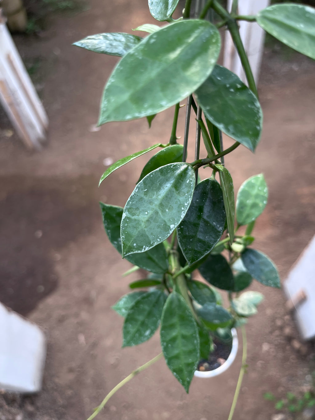 Hoya Lacunosa Silver Edge