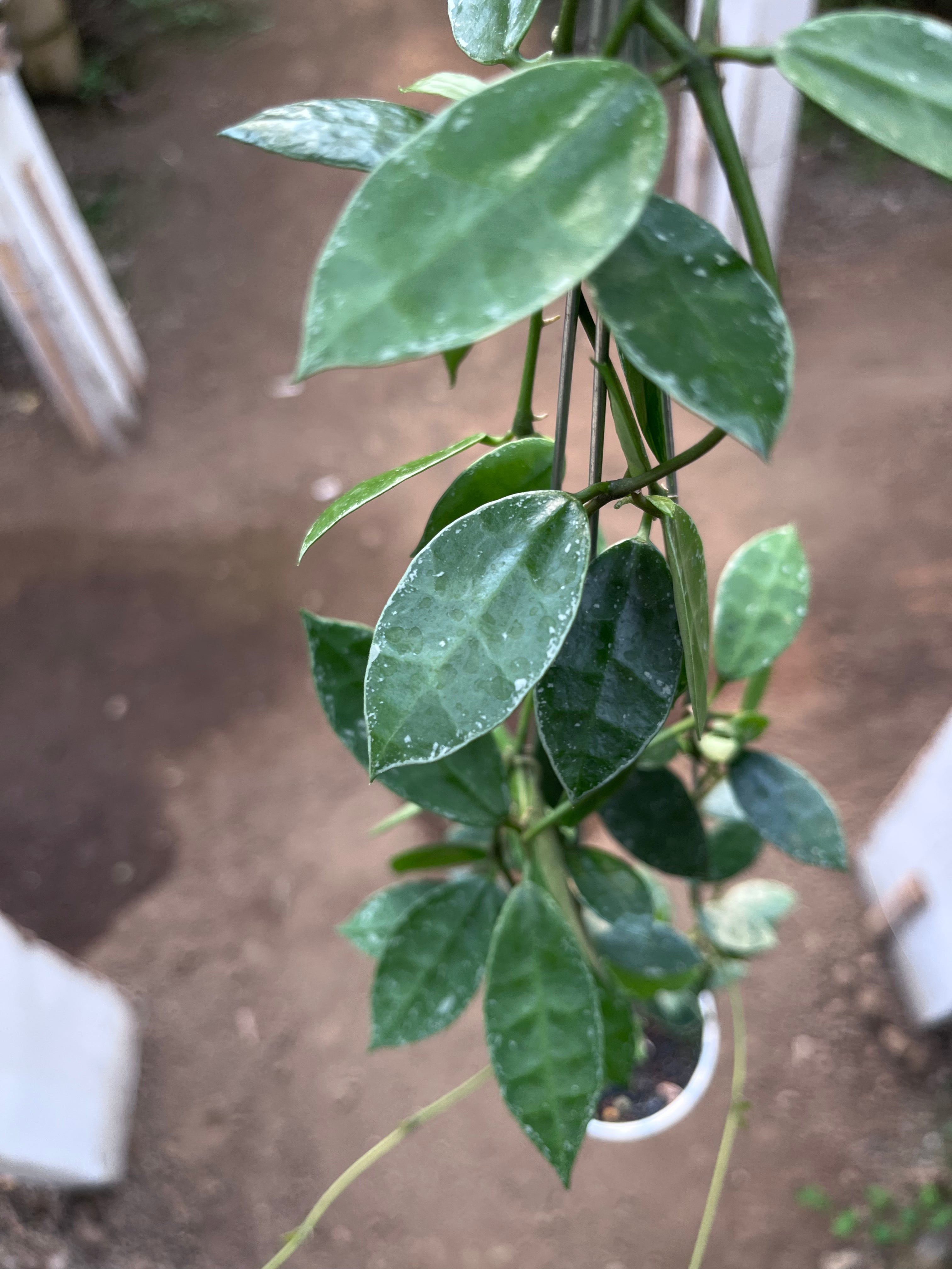 Hoya Lacunosa Silver Edge