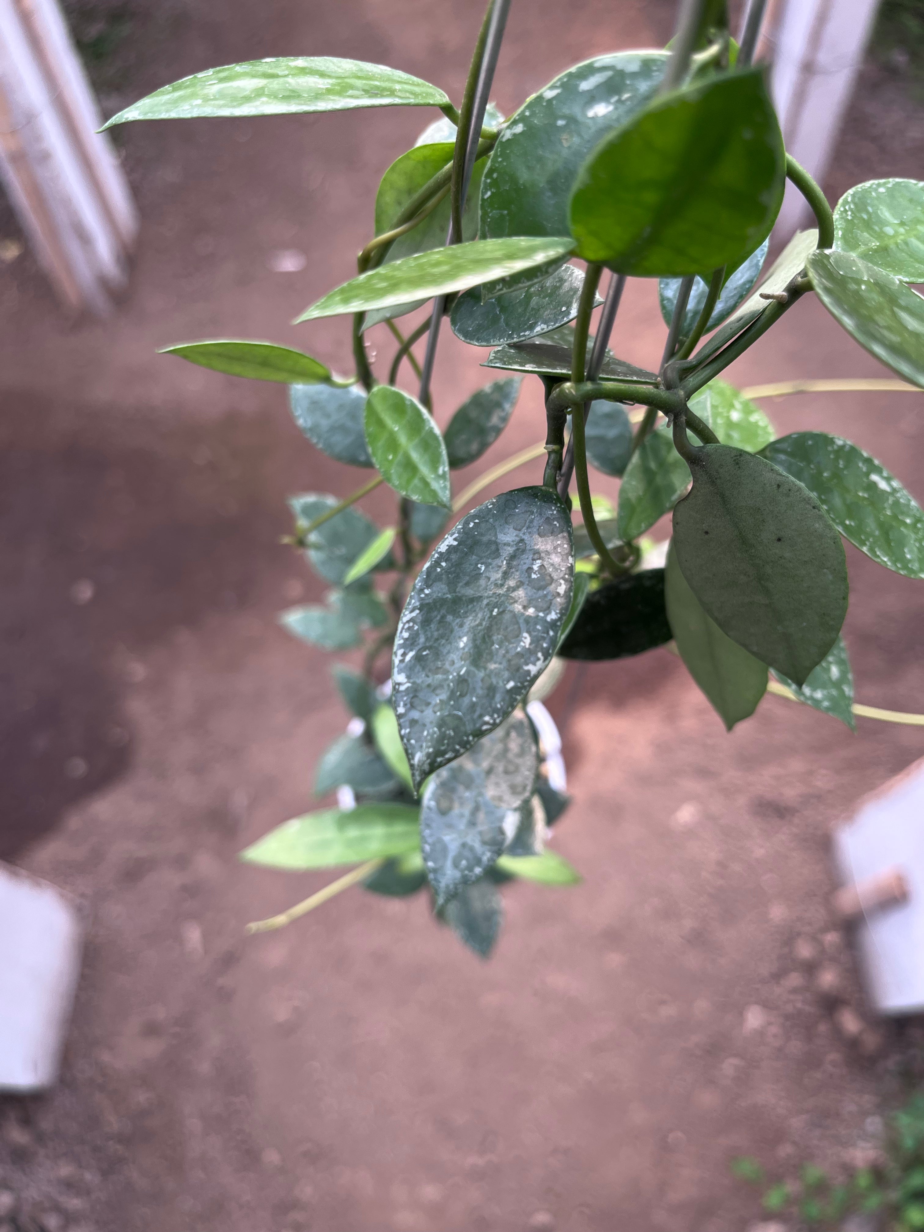 Hoya Lacunosa Silver Edge