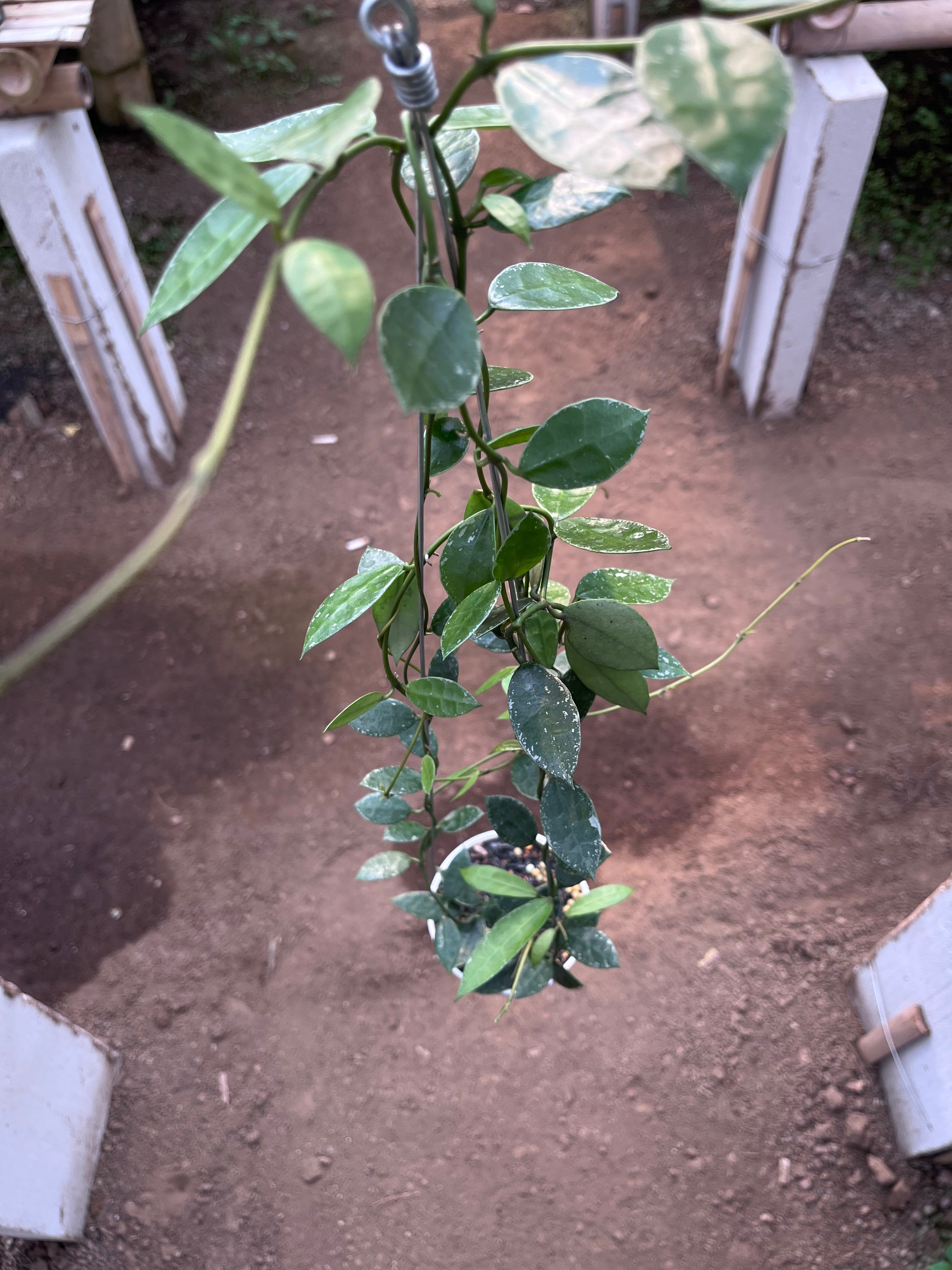 Hoya Lacunosa Silver Edge