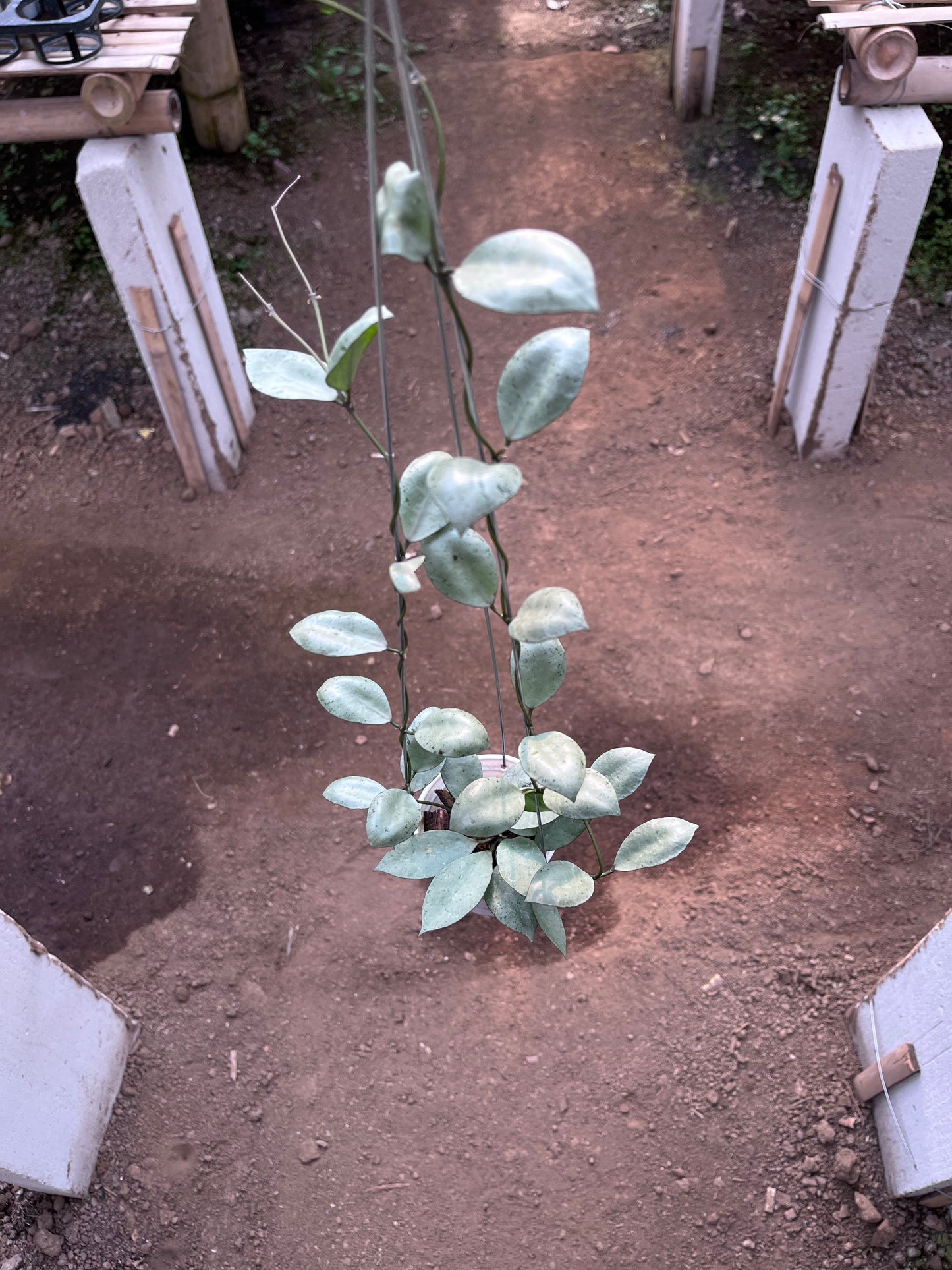 Hoya Lacunosa Silver Coin