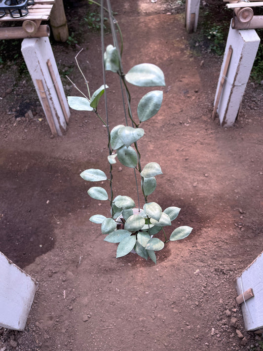 Hoya Lacunosa Silver Coin