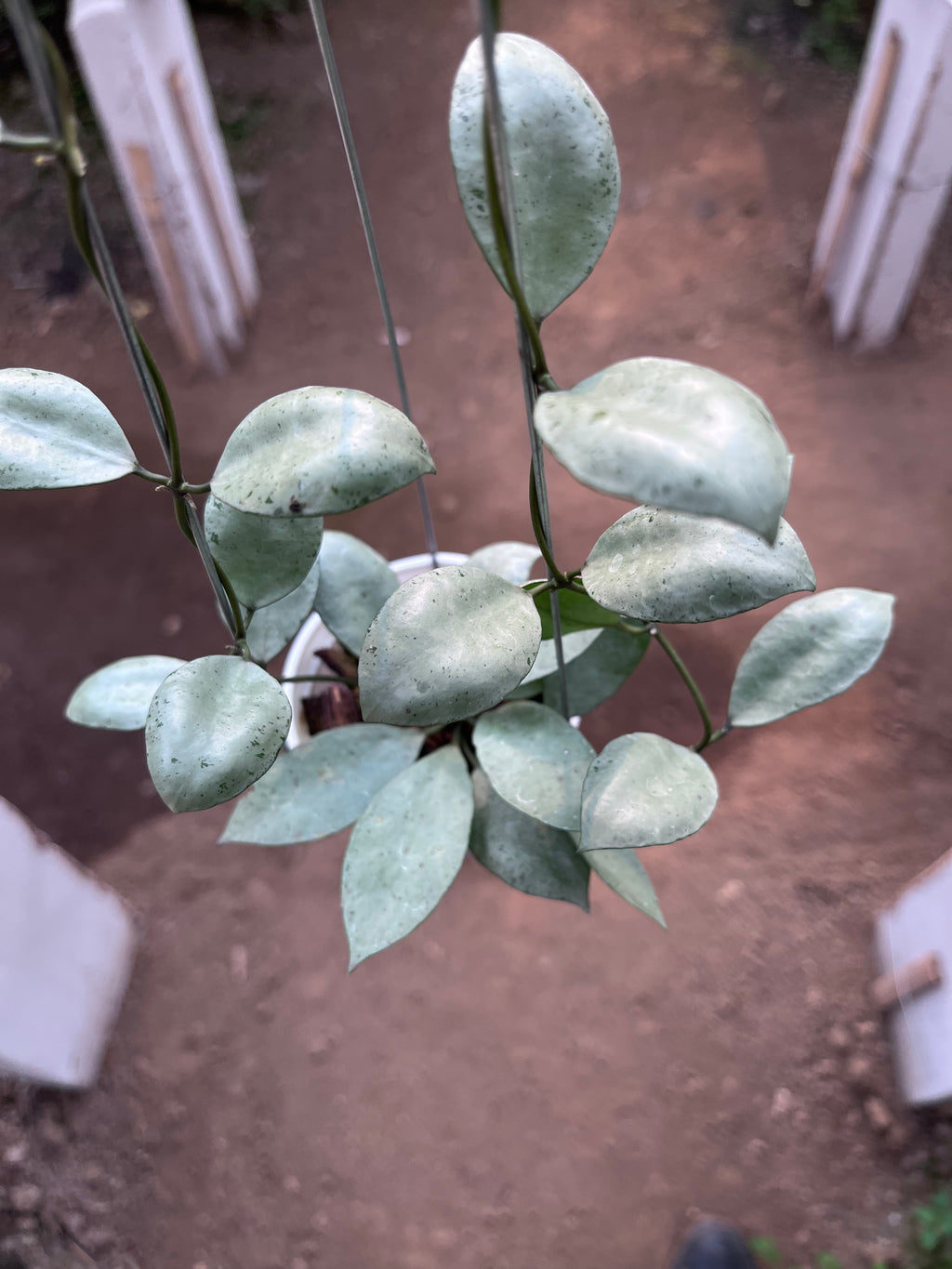 Hoya Lacunosa Silver Coin