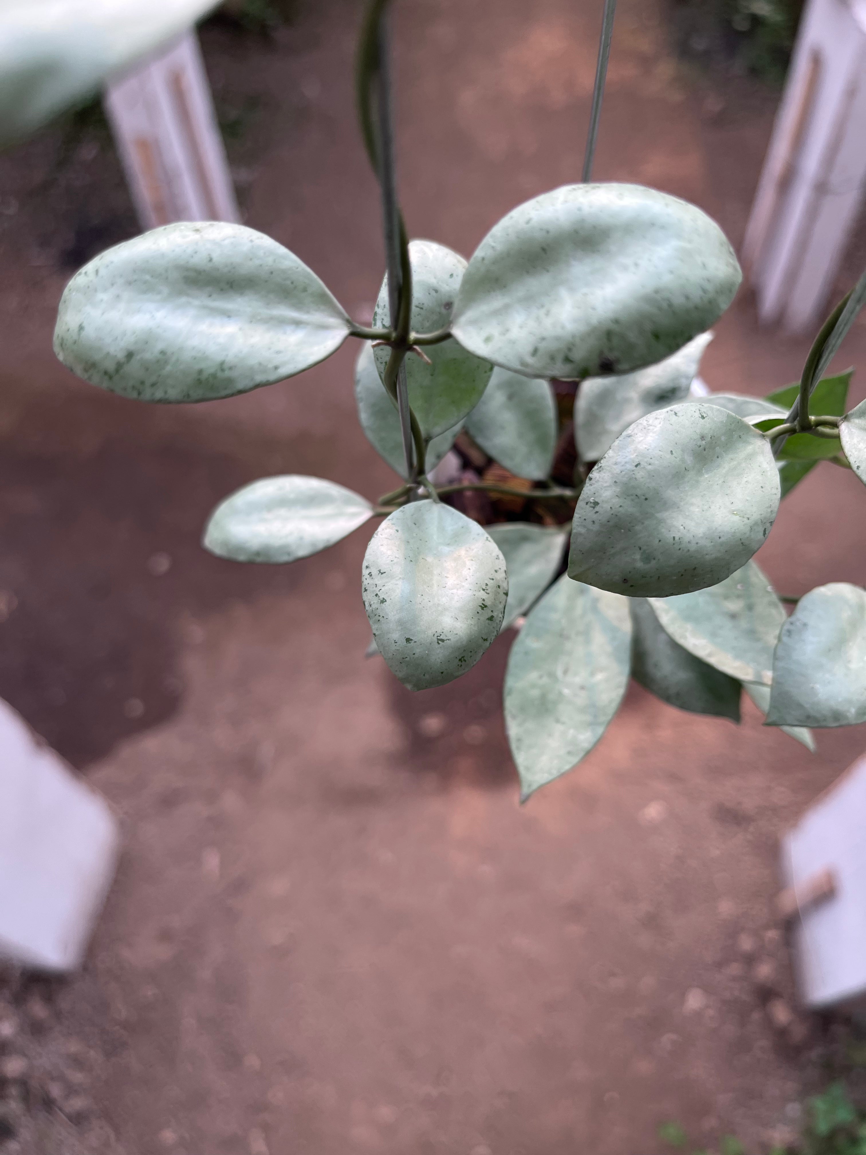 Hoya Lacunosa Silver Coin