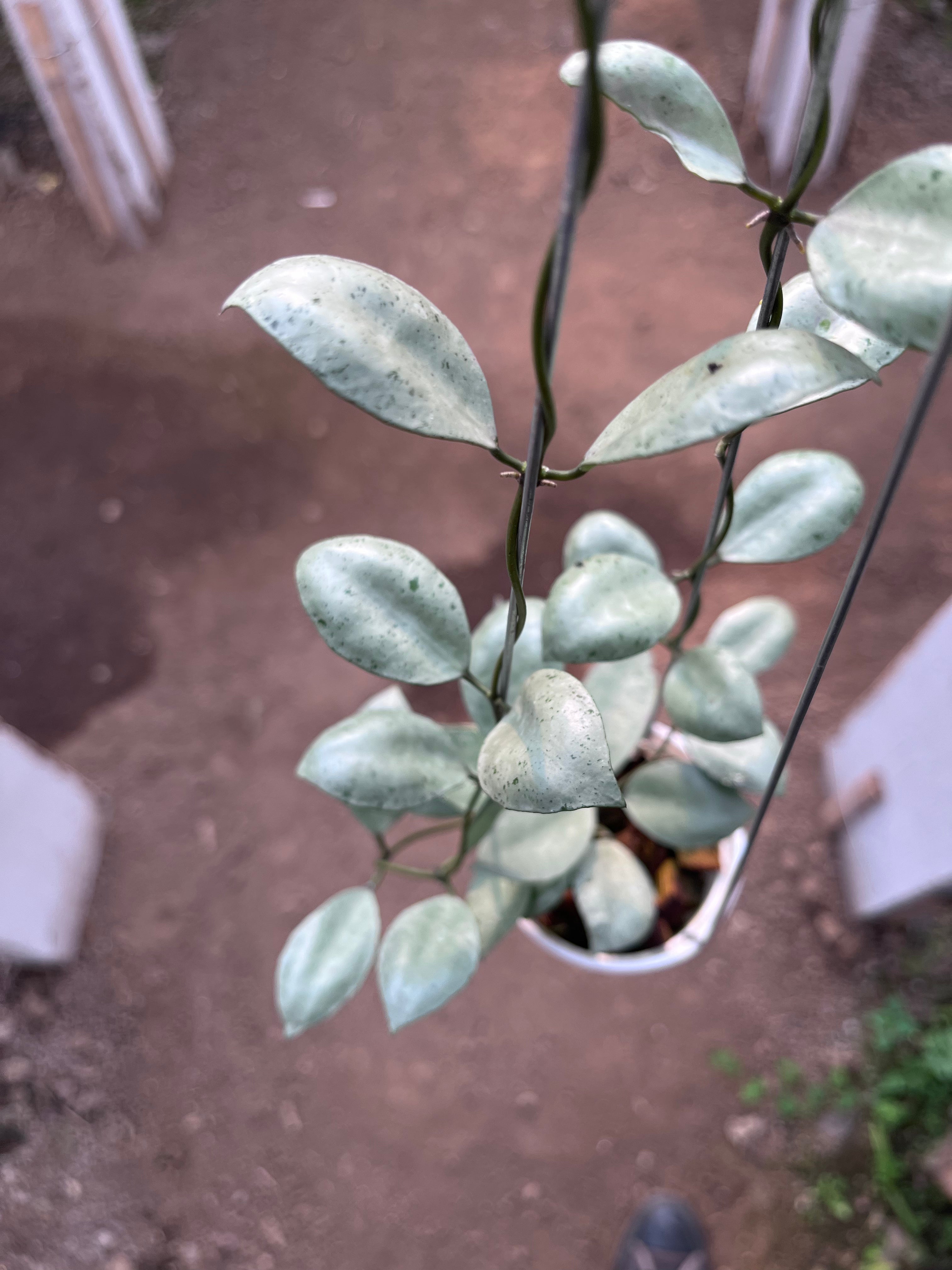 Hoya Lacunosa Silver Coin