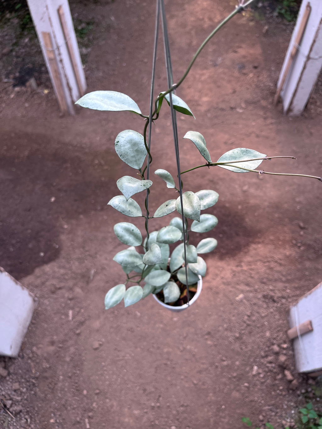 Hoya Lacunosa Silver Coin
