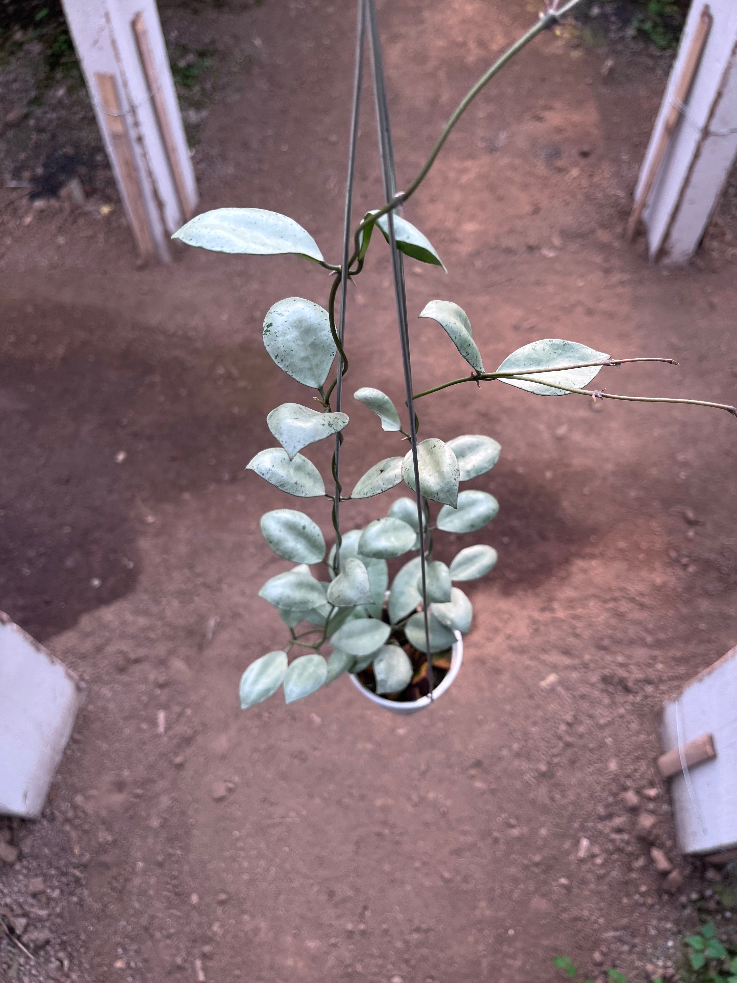 Hoya Lacunosa Silver Coin