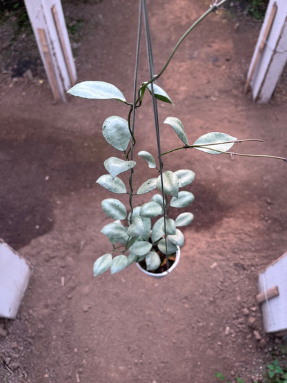 Hoya Lacunosa Silver Coin