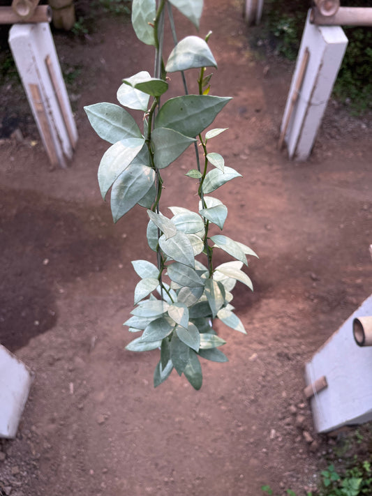Hoya Lacunosa Heart Shape Leaf