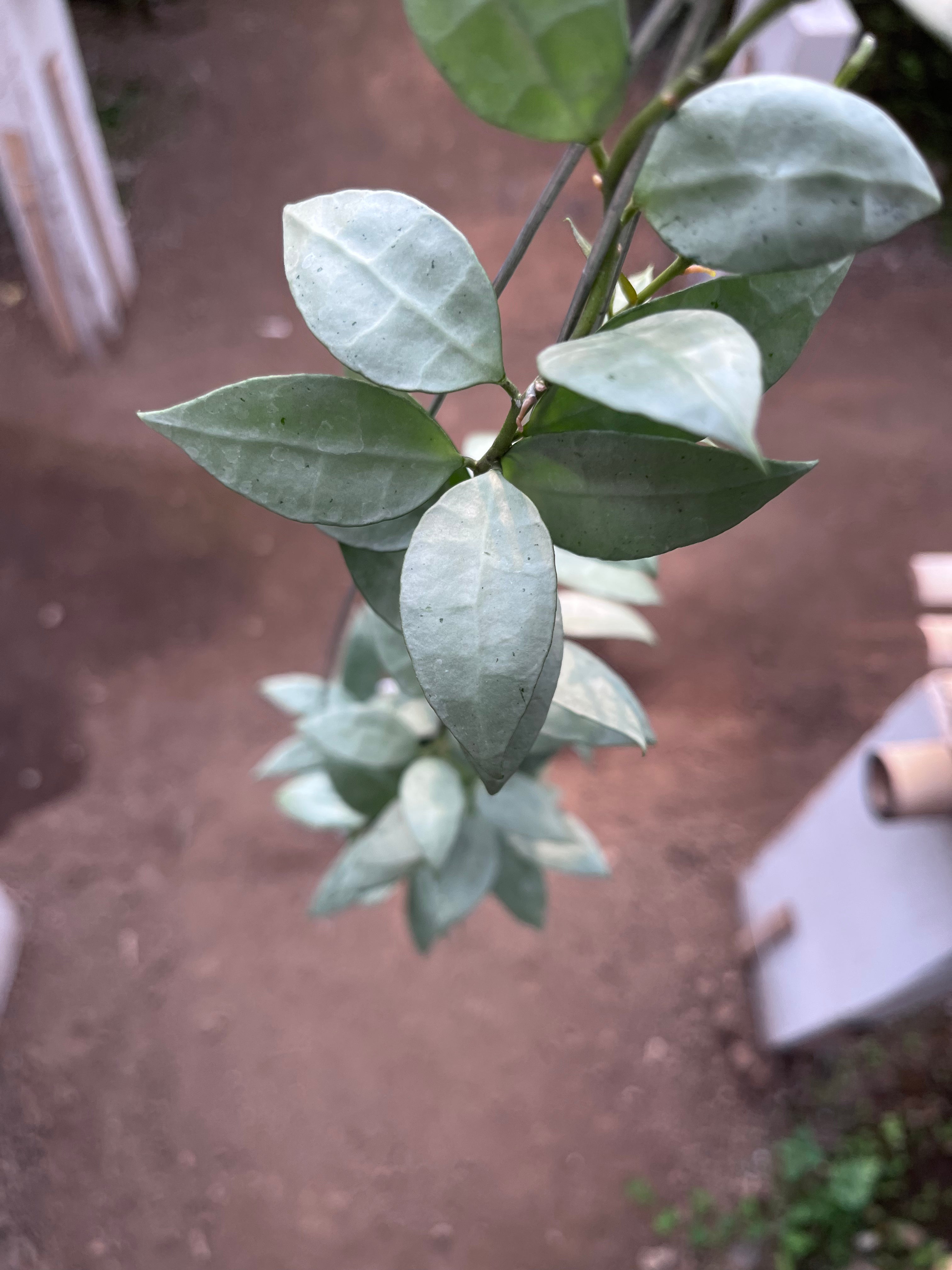 Hoya Lacunosa Heart Shape Leaf