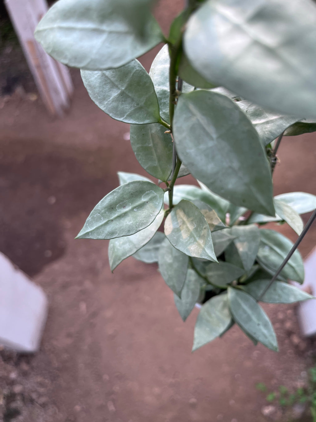 Hoya Lacunosa Heart Shape Leaf